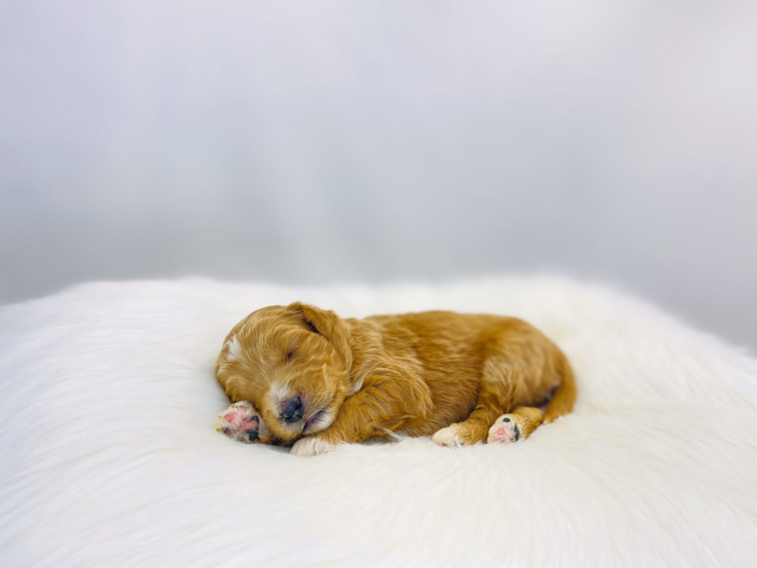 I am just a tiny baby and would love to join your family soon! Of course, you can’t see how cute and curly I will be when I get older, so the Dog Club will send updated photos when I am about 6 to 7 weeks old, if you choose to adopt me. Infant puppy deposits are refundable or transferrable.