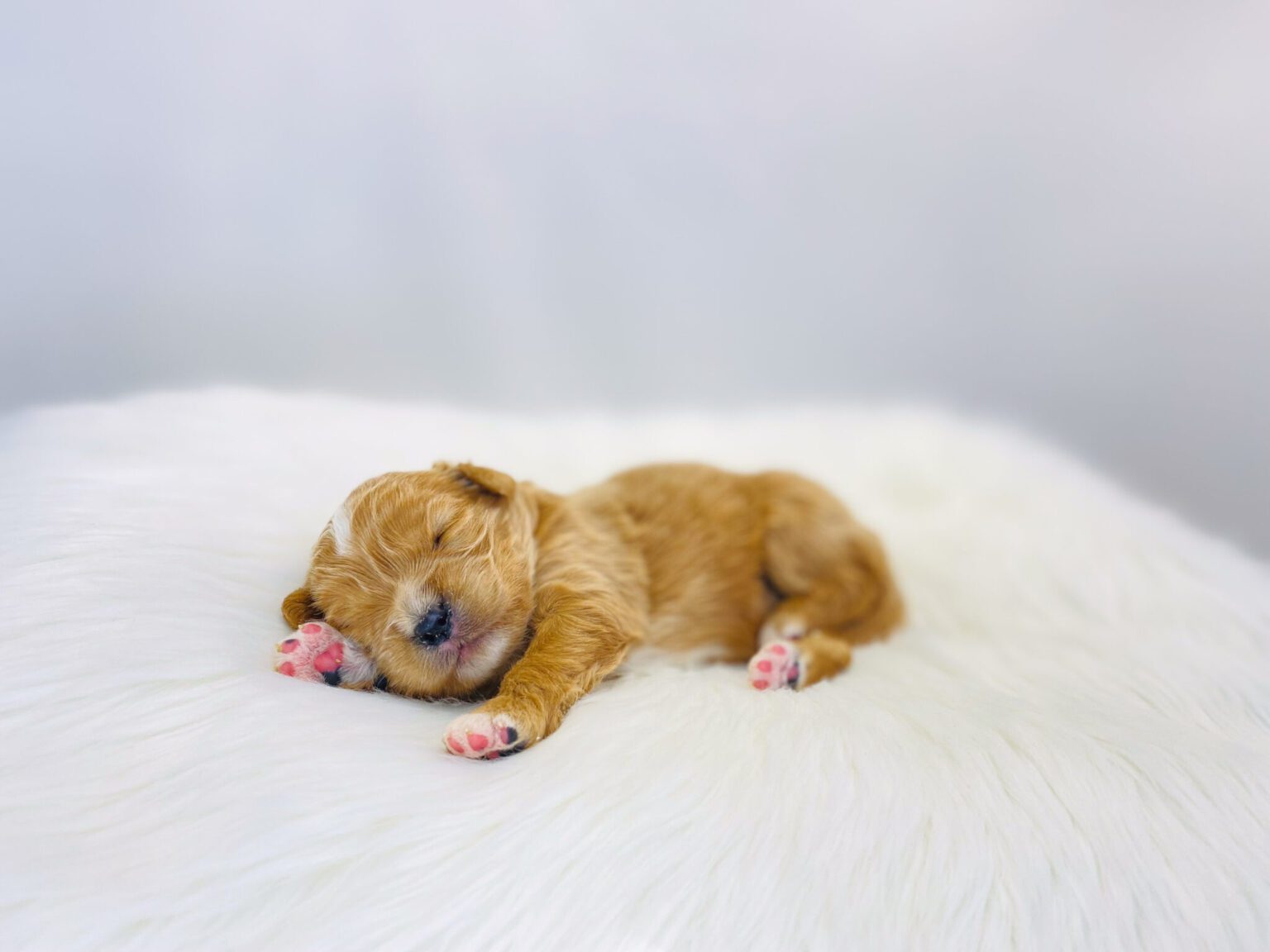 I am just a tiny baby and would love to join your family soon! Of course, you can’t see how cute and curly I will be when I get older, so the Dog Club will send updated photos when I am about 6 to 7 weeks old, if you choose to adopt me. Infant puppy deposits are refundable or transferrable.