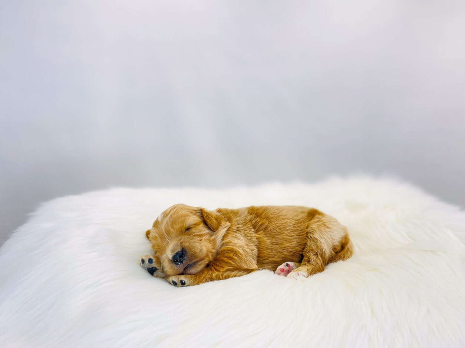 I am just a tiny baby and would love to join your family soon! Of course, you can’t see how cute and curly I will be when I get older, so the Dog Club will send updated photos when I am about 6 to 7 weeks old, if you choose to adopt me. Infant puppy deposits are refundable or transferrable.
