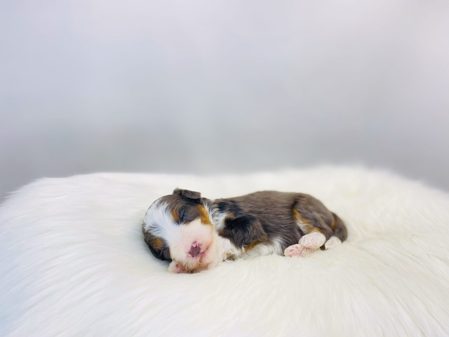 I am just a tiny baby and would love to join your family soon! Of course, you can’t see how cute and curly I will be when I get older, so the Dog Club will send updated photos when I am about 6 to 7 weeks old, if you choose to adopt me. Infant puppy deposits are refundable or transferrable.
