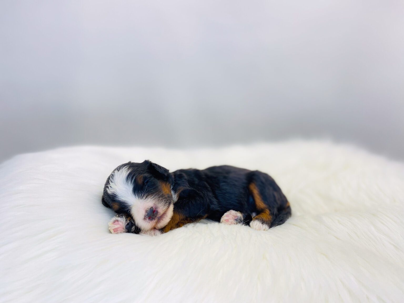 I am just a tiny baby and would love to join your family soon! Of course, you can’t see how cute and curly I will be when I get older, so the Dog Club will send updated photos when I am about 6 to 7 weeks old, if you choose to adopt me. Infant puppy deposits are refundable or transferrable.
