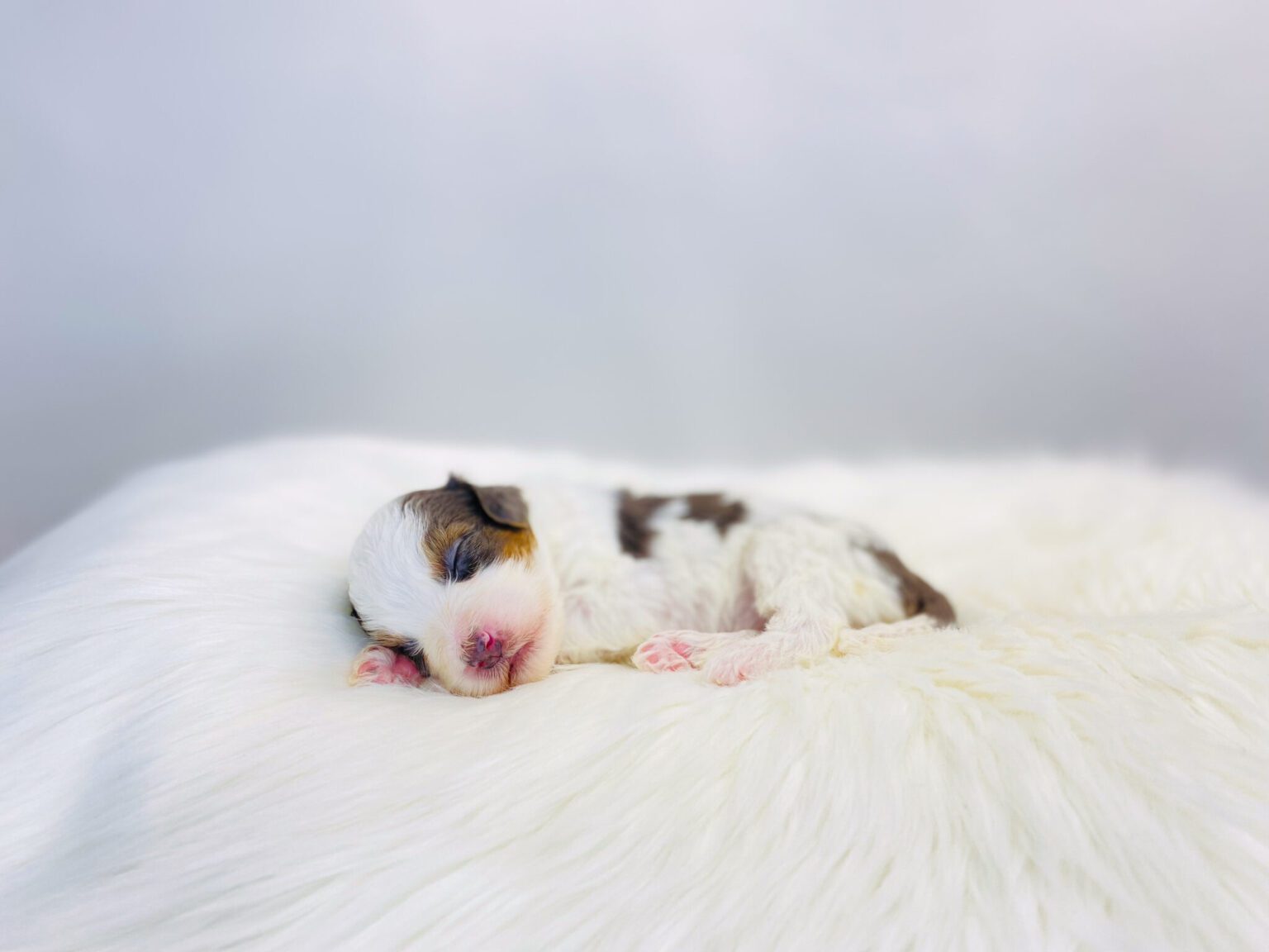 I am just a tiny baby and would love to join your family soon! Of course, you can’t see how cute and curly I will be when I get older, so the Dog Club will send updated photos when I am about 6 to 7 weeks old, if you choose to adopt me. Infant puppy deposits are refundable or transferrable.