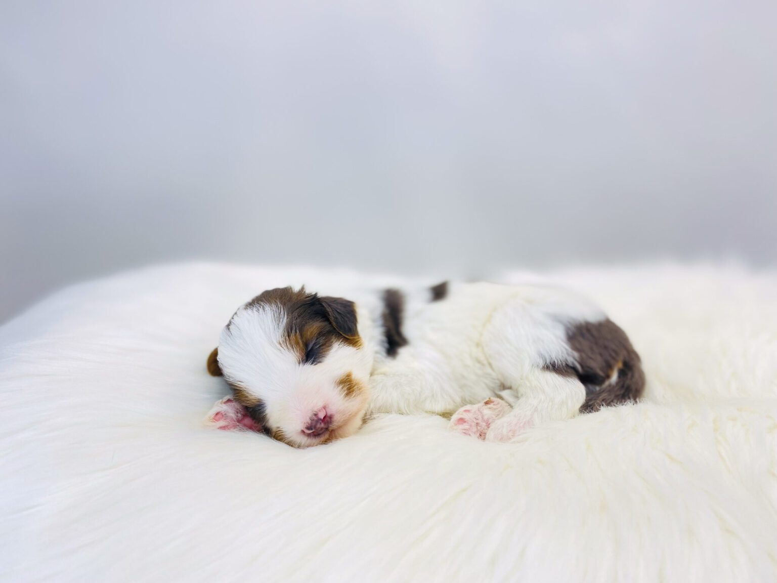 I am just a tiny baby and would love to join your family soon! Of course, you can’t see how cute and curly I will be when I get older, so the Dog Club will send updated photos when I am about 6 to 7 weeks old, if you choose to adopt me. Infant puppy deposits are refundable or transferrable.