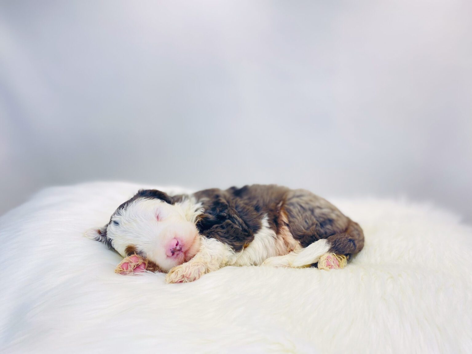 I am just a tiny baby and would love to join your family soon! Of course, you can’t see how cute and curly I will be when I get older, so the Dog Club will send updated photos when I am about 6 to 7 weeks old, if you choose to adopt me. Infant puppy deposits are refundable or transferrable.