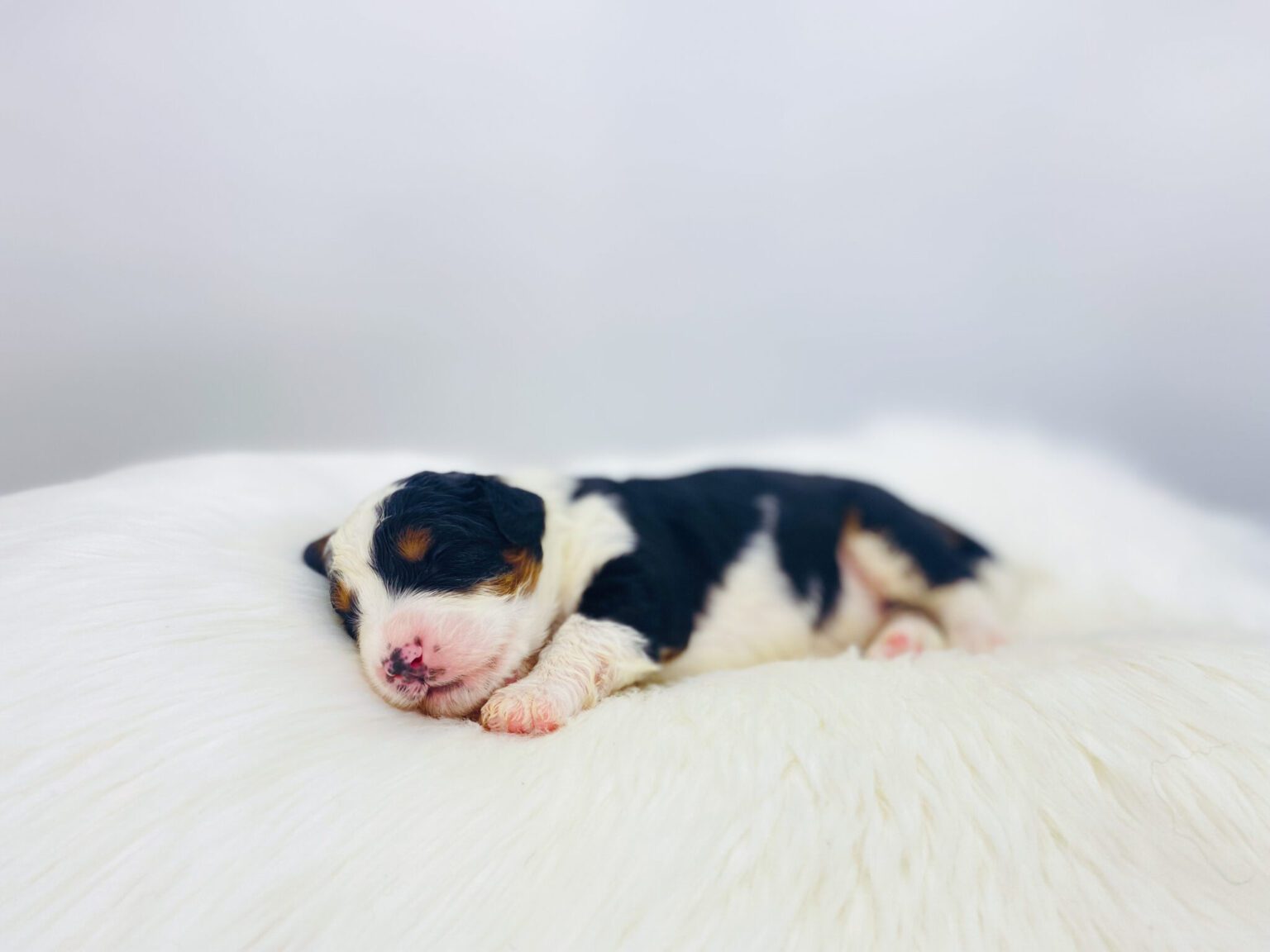 I am just a tiny baby and would love to join your family soon! Of course, you can’t see how cute and curly I will be when I get older, so the Dog Club will send updated photos when I am about 6 to 7 weeks old, if you choose to adopt me. Infant puppy deposits are refundable or transferrable.