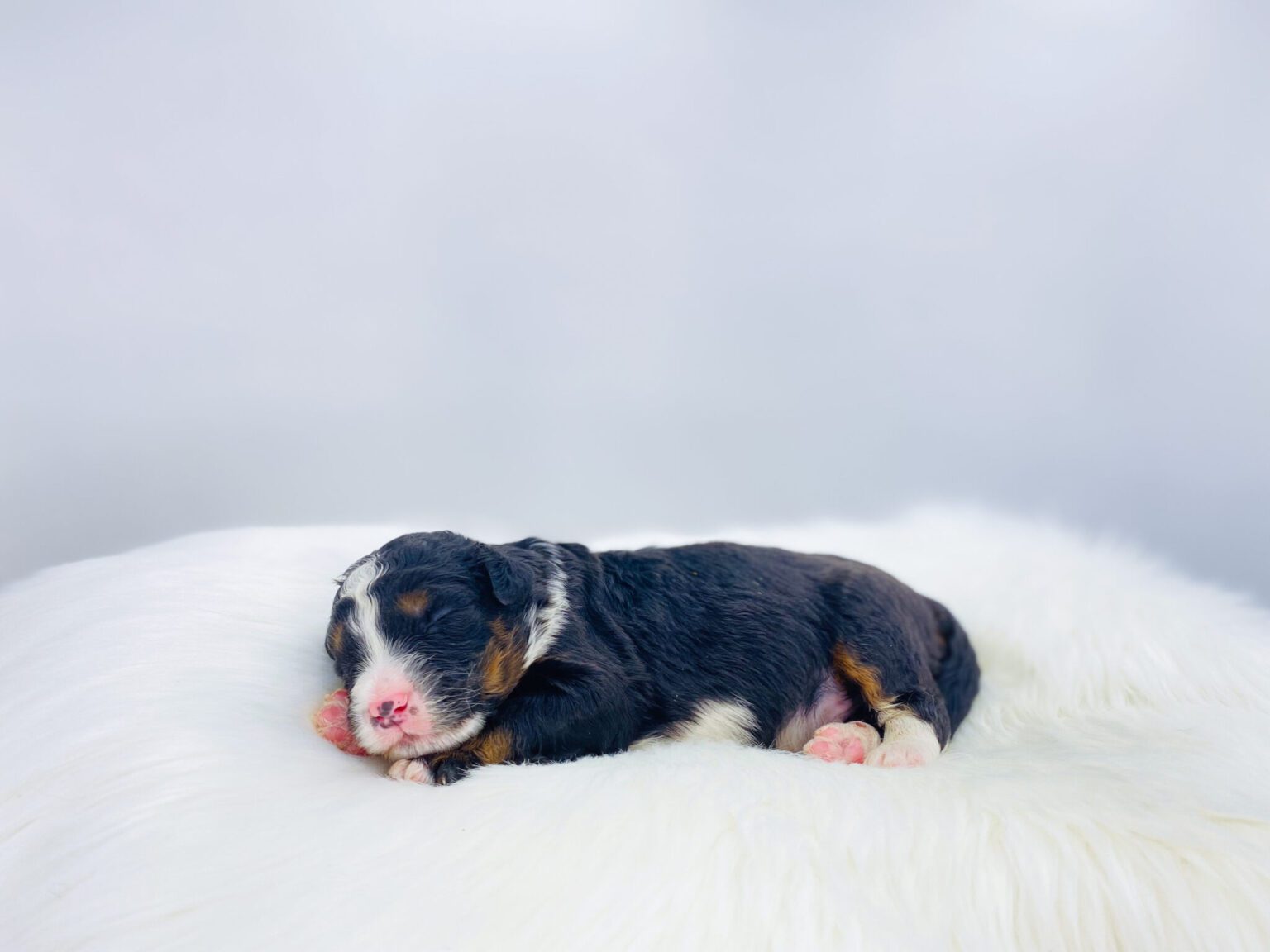 I am just a tiny baby and would love to join your family soon! Of course, you can’t see how cute and curly I will be when I get older, so the Dog Club will send updated photos when I am about 6 to 7 weeks old, if you choose to adopt me. Infant puppy deposits are refundable or transferrable.