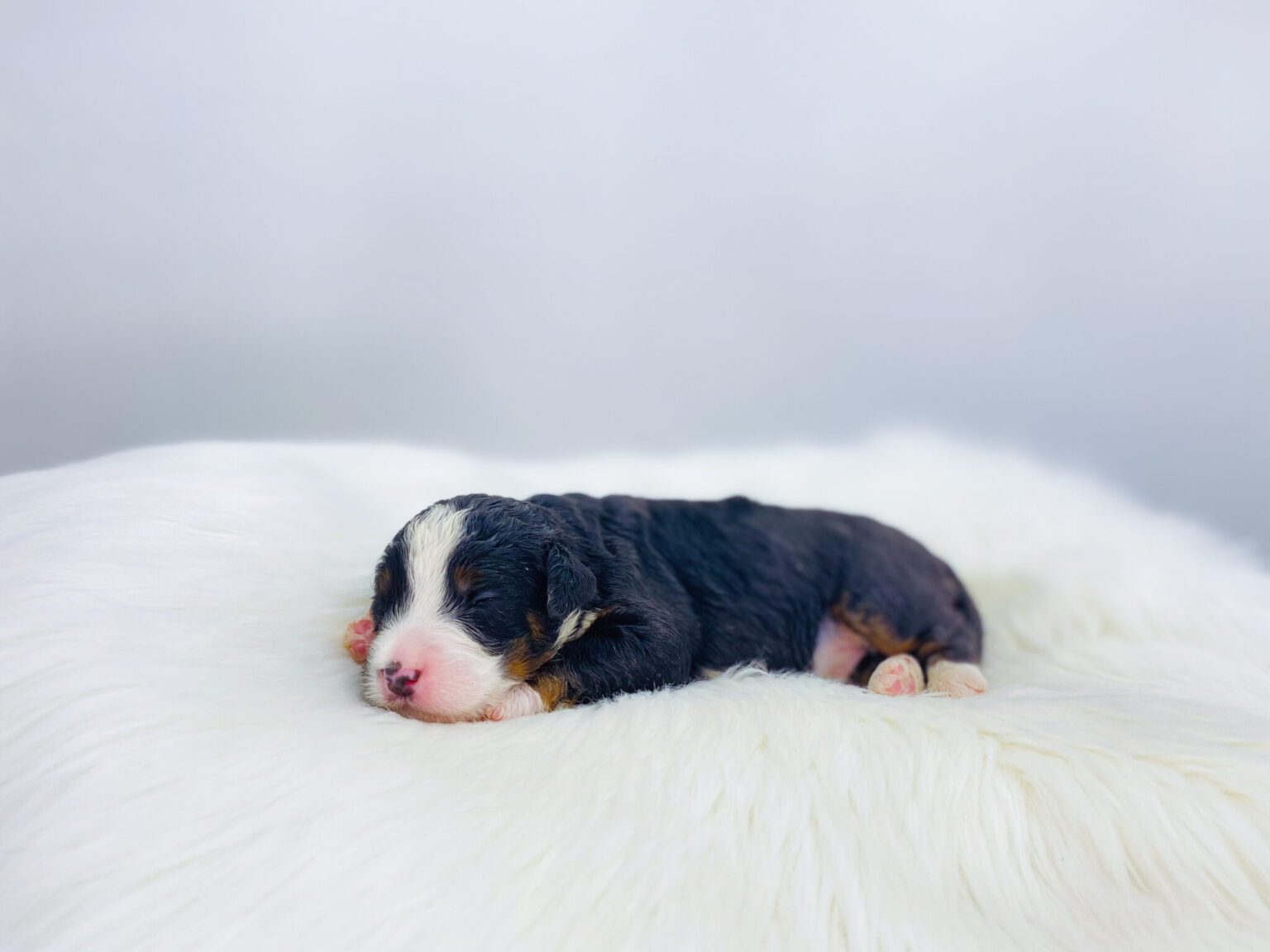 I am just a tiny baby and would love to join your family soon! Of course, you can’t see how cute and curly I will be when I get older, so the Dog Club will send updated photos when I am about 6 to 7 weeks old, if you choose to adopt me. Infant puppy deposits are refundable or transferrable.