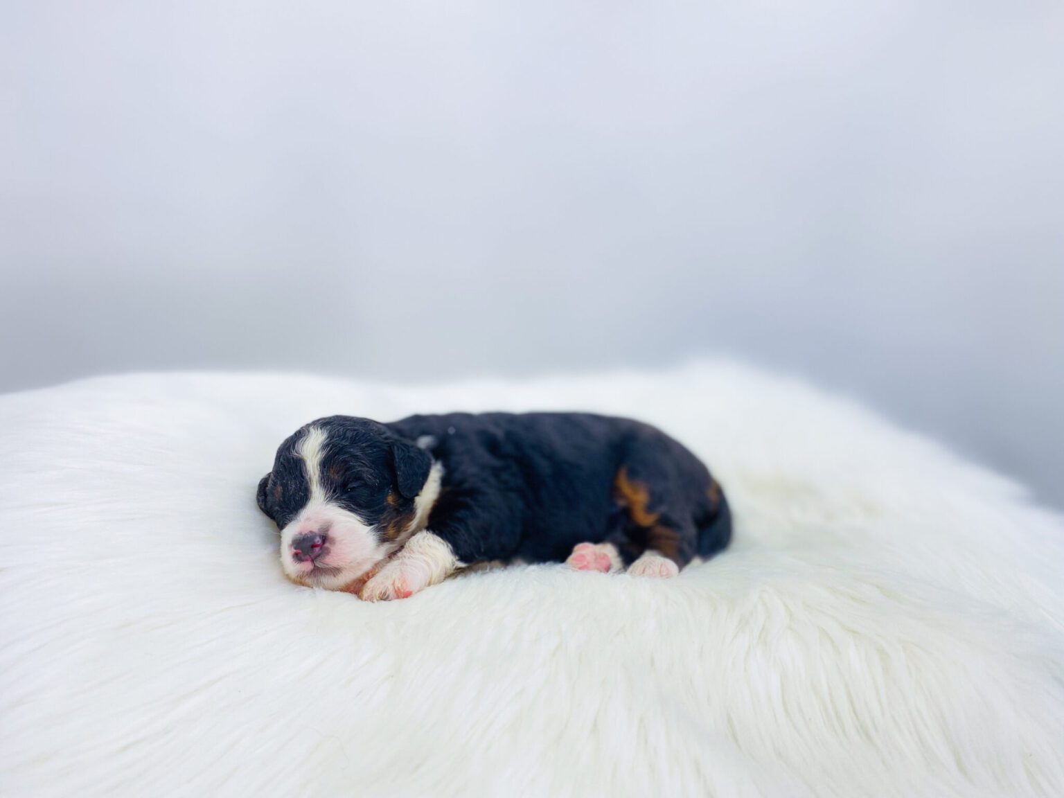 I am just a tiny baby and would love to join your family soon! Of course, you can’t see how cute and curly I will be when I get older, so the Dog Club will send updated photos when I am about 6 to 7 weeks old, if you choose to adopt me. Infant puppy deposits are refundable or transferrable.