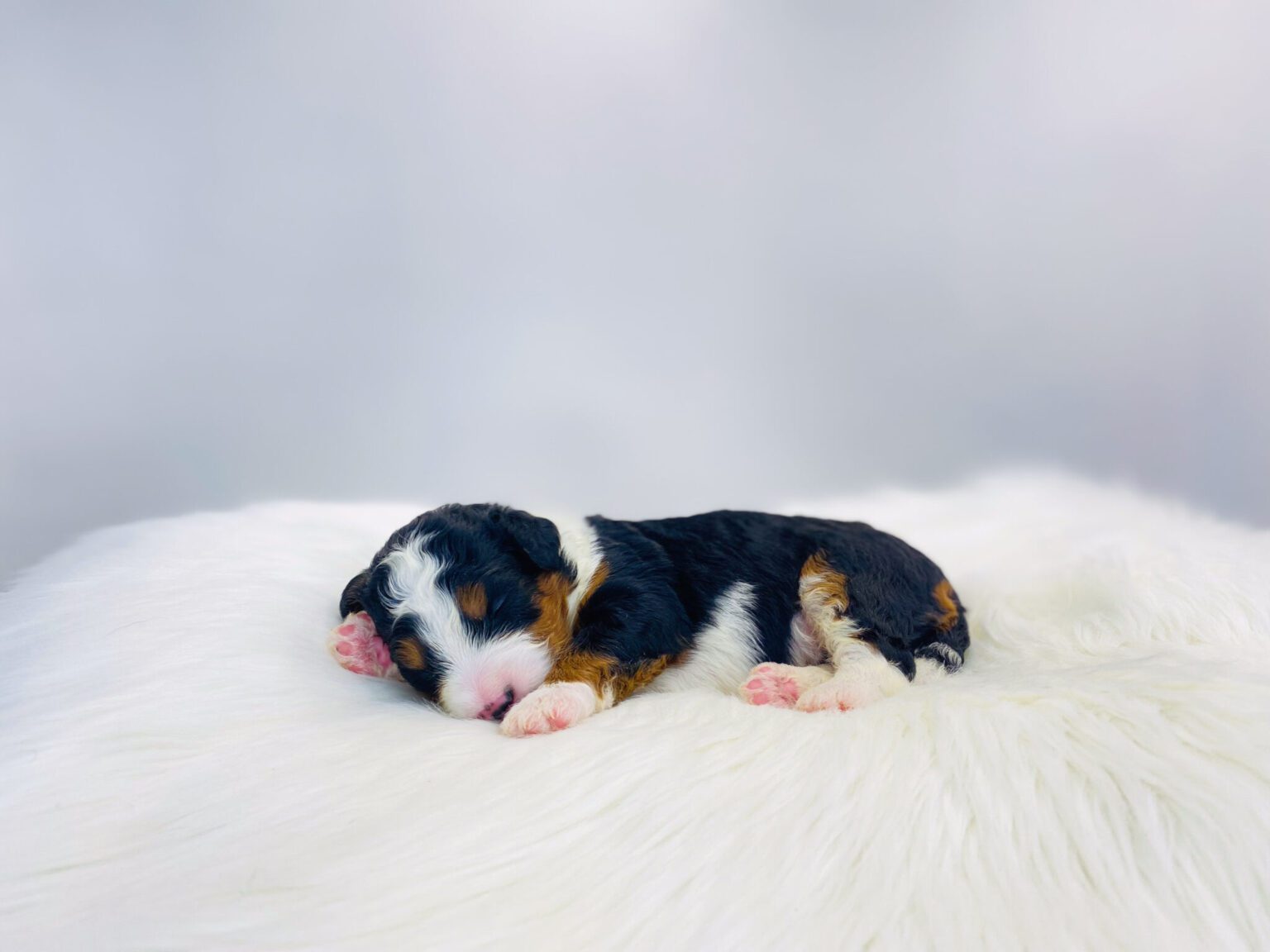 I am just a tiny baby and would love to join your family soon! Of course, you can’t see how cute and curly I will be when I get older, so the Dog Club will send updated photos when I am about 6 to 7 weeks old, if you choose to adopt me. Infant puppy deposits are refundable or transferrable.