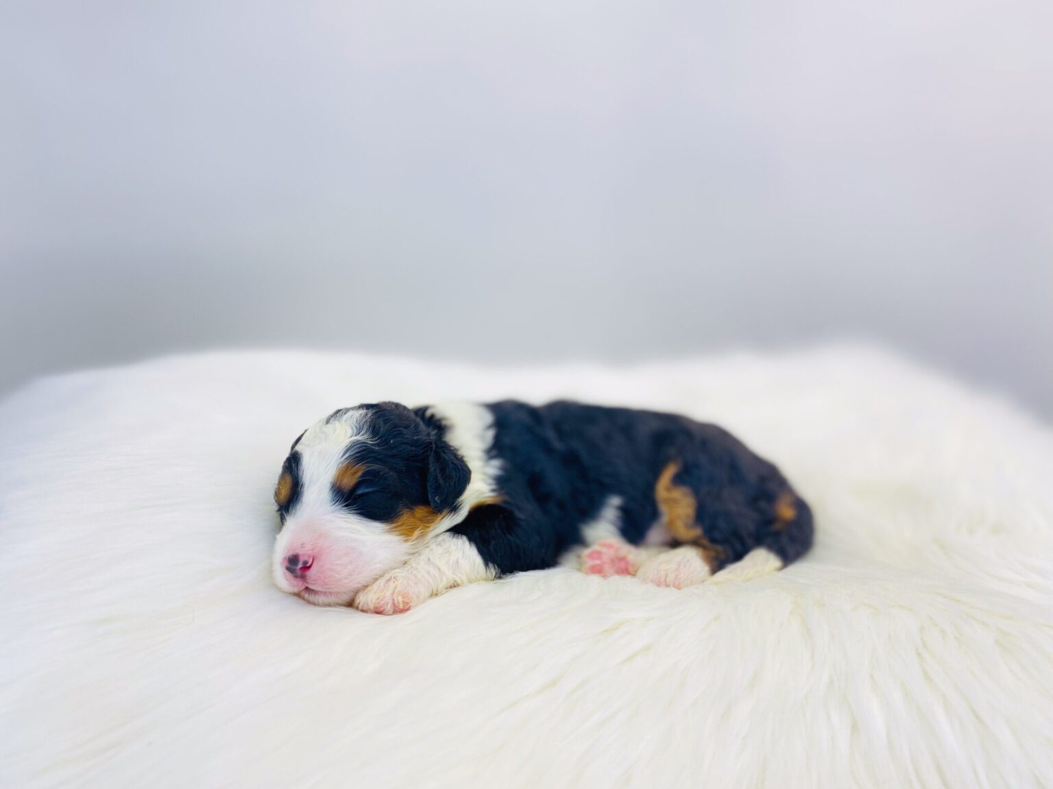 I am just a tiny baby and would love to join your family soon! Of course, you can’t see how cute and curly I will be when I get older, so the Dog Club will send updated photos when I am about 6 to 7 weeks old, if you choose to adopt me. Infant puppy deposits are refundable or transferrable.