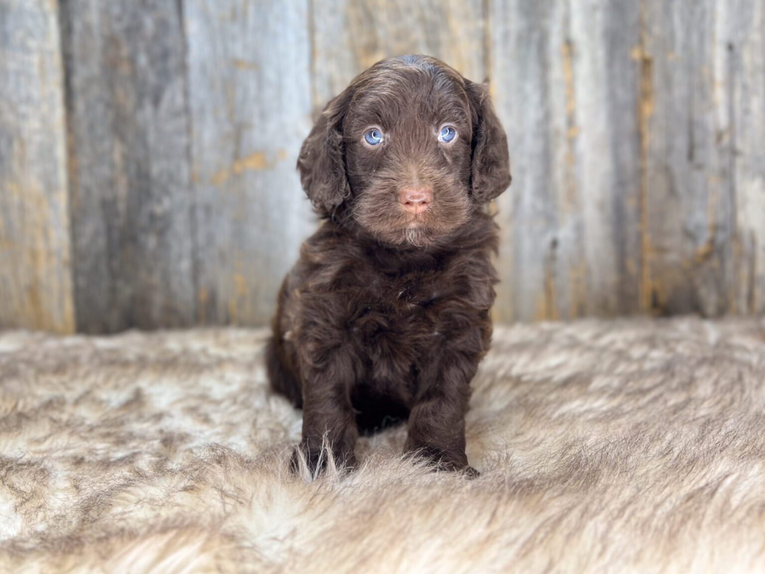 I am just a tiny baby and would love to join your family soon! Of course, you can’t see how cute and curly I will be when I get older, so the Dog Club will send updated photos when I am about 6 to 7 weeks old, if you choose to adopt me. Infant puppy deposits are refundable or transferrable.