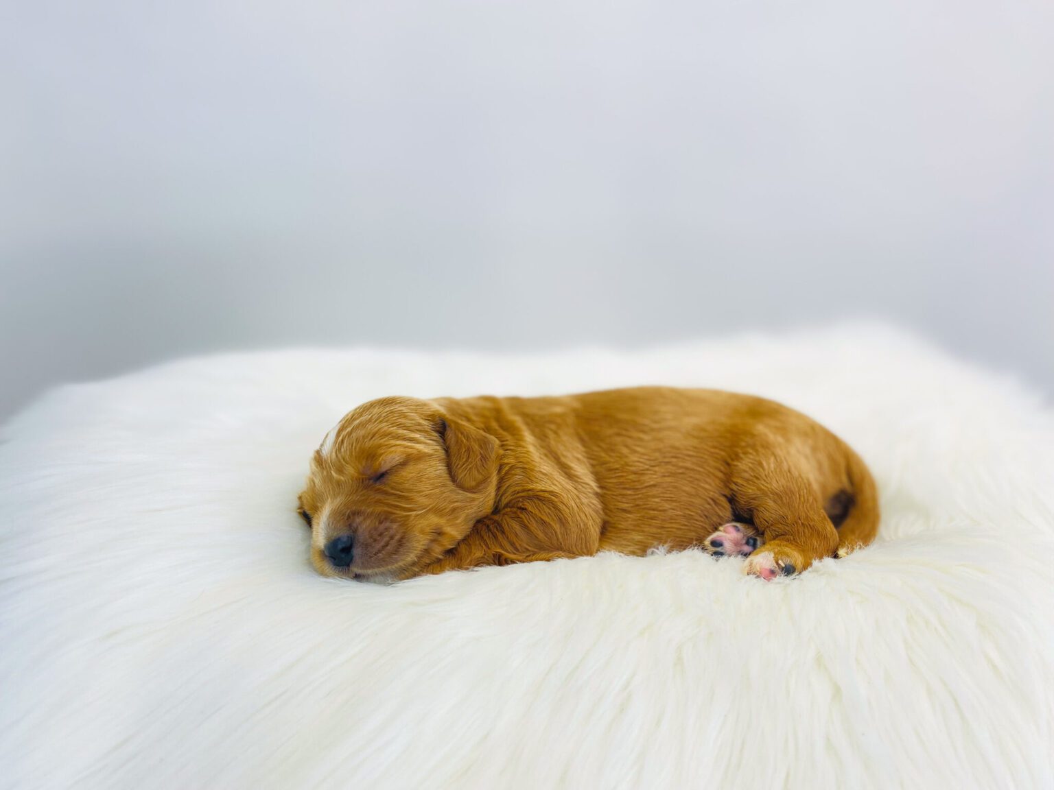 I am just a tiny baby and would love to join your family soon! Of course, you can’t see how cute and curly I will be when I get older, so the Dog Club will send updated photos when I am about 6 to 7 weeks old, if you choose to adopt me. Infant puppy deposits are refundable or transferrable.