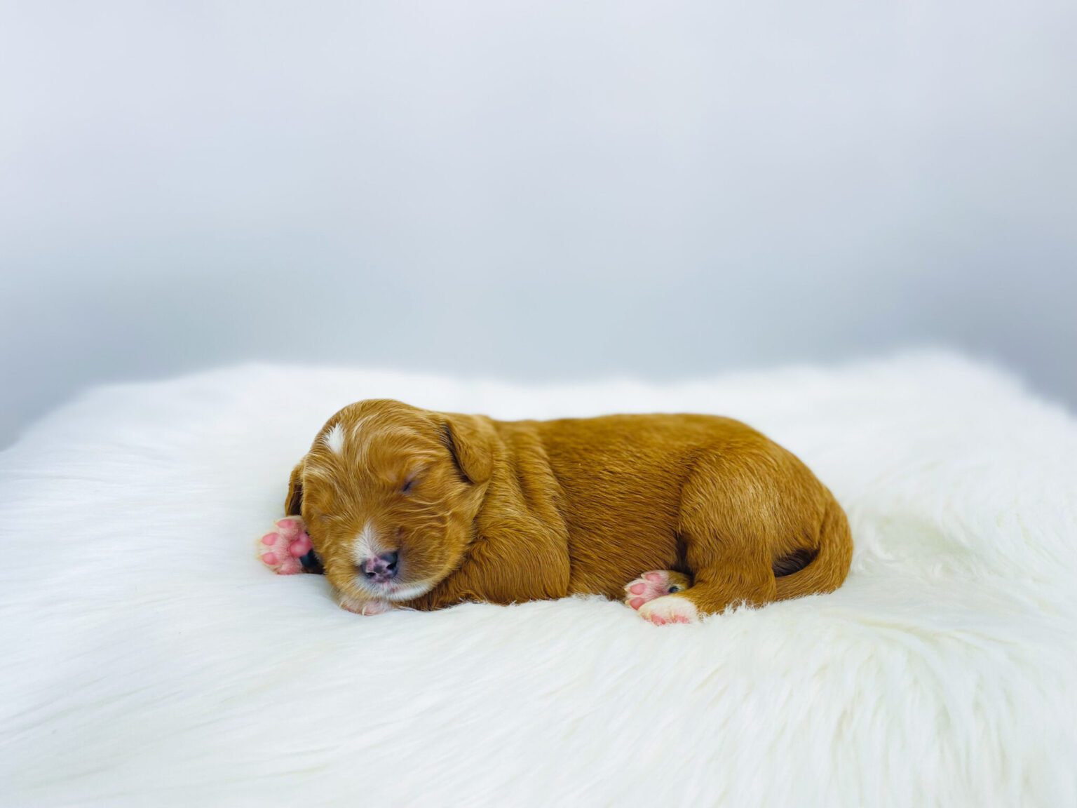 I am just a tiny baby and would love to join your family soon! Of course, you can’t see how cute and curly I will be when I get older, so the Dog Club will send updated photos when I am about 6 to 7 weeks old, if you choose to adopt me. Infant puppy deposits are refundable or transferrable.