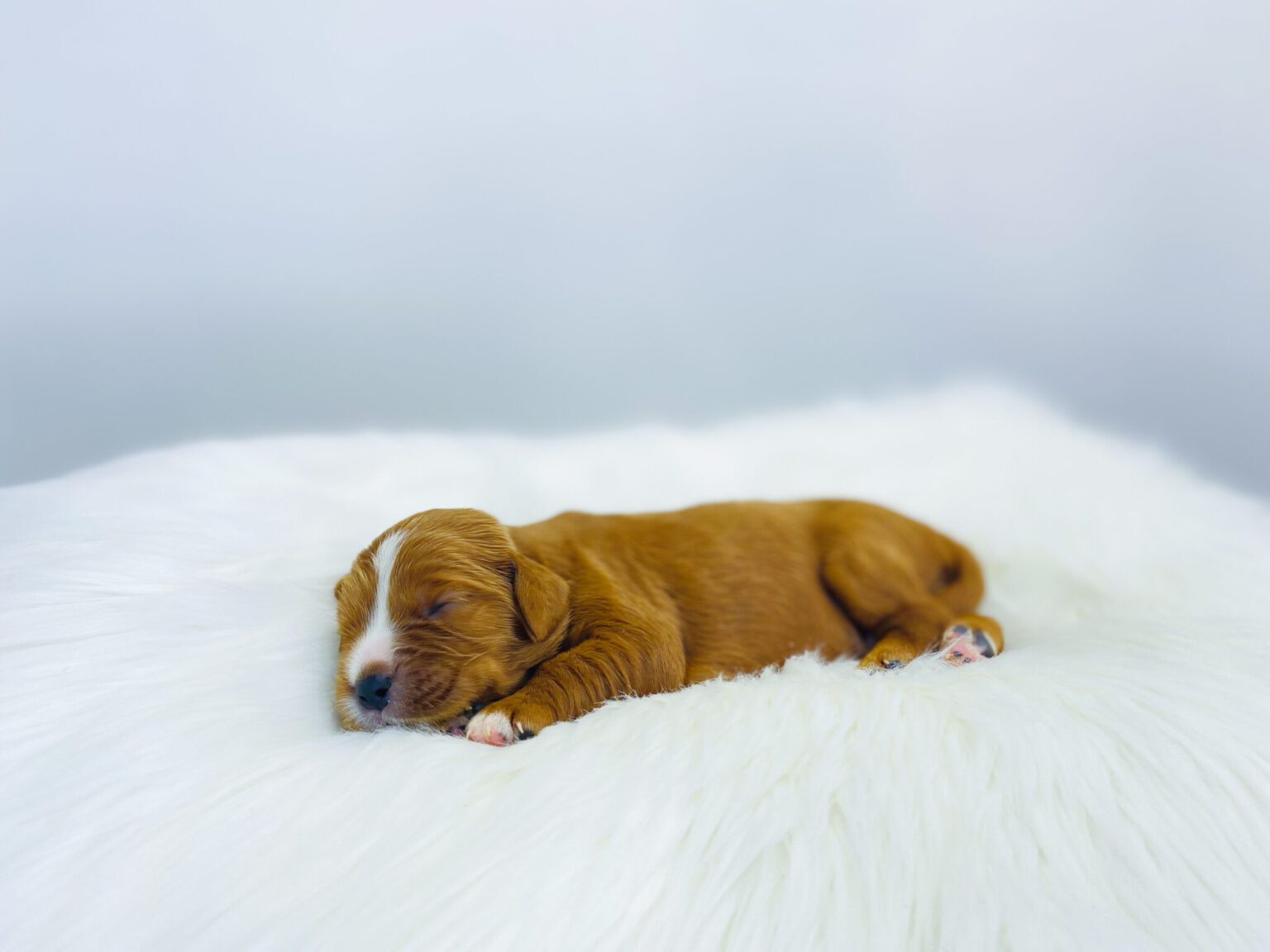 I am just a tiny baby and would love to join your family soon! Of course, you can’t see how cute and curly I will be when I get older, so the Dog Club will send updated photos when I am about 6 to 7 weeks old, if you choose to adopt me. Infant puppy deposits are refundable or transferrable.