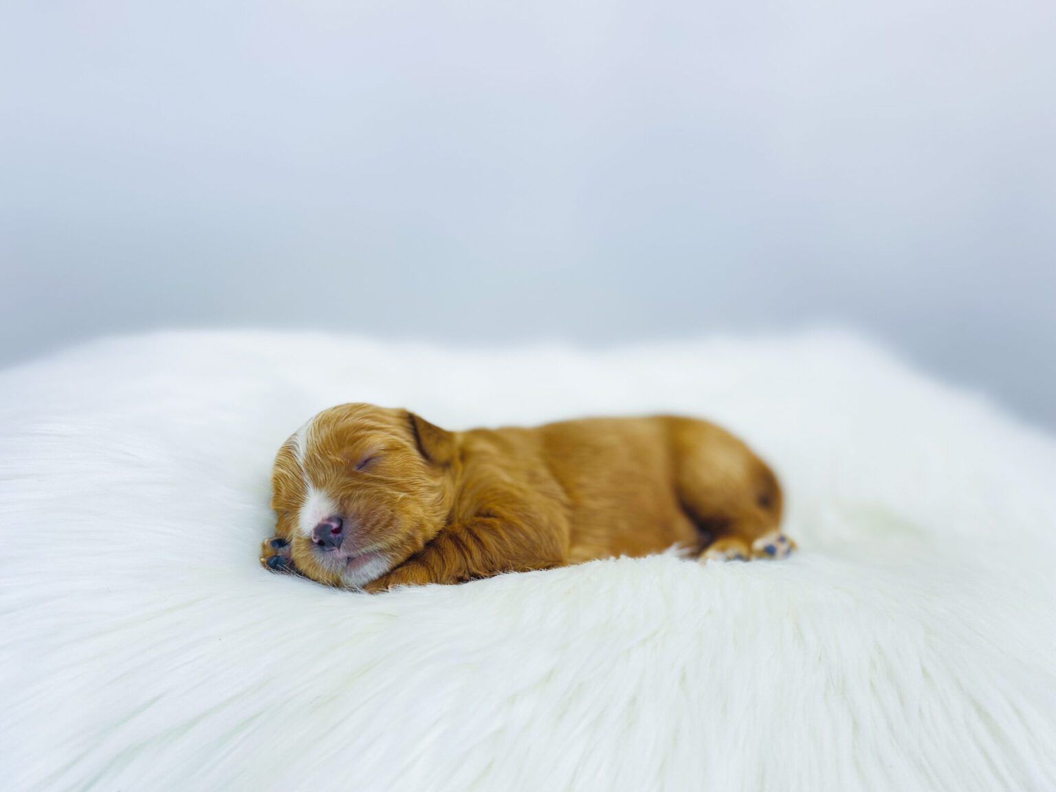 I am just a tiny baby and would love to join your family soon! Of course, you can’t see how cute and curly I will be when I get older, so the Dog Club will send updated photos when I am about 6 to 7 weeks old, if you choose to adopt me. Infant puppy deposits are refundable or transferrable.