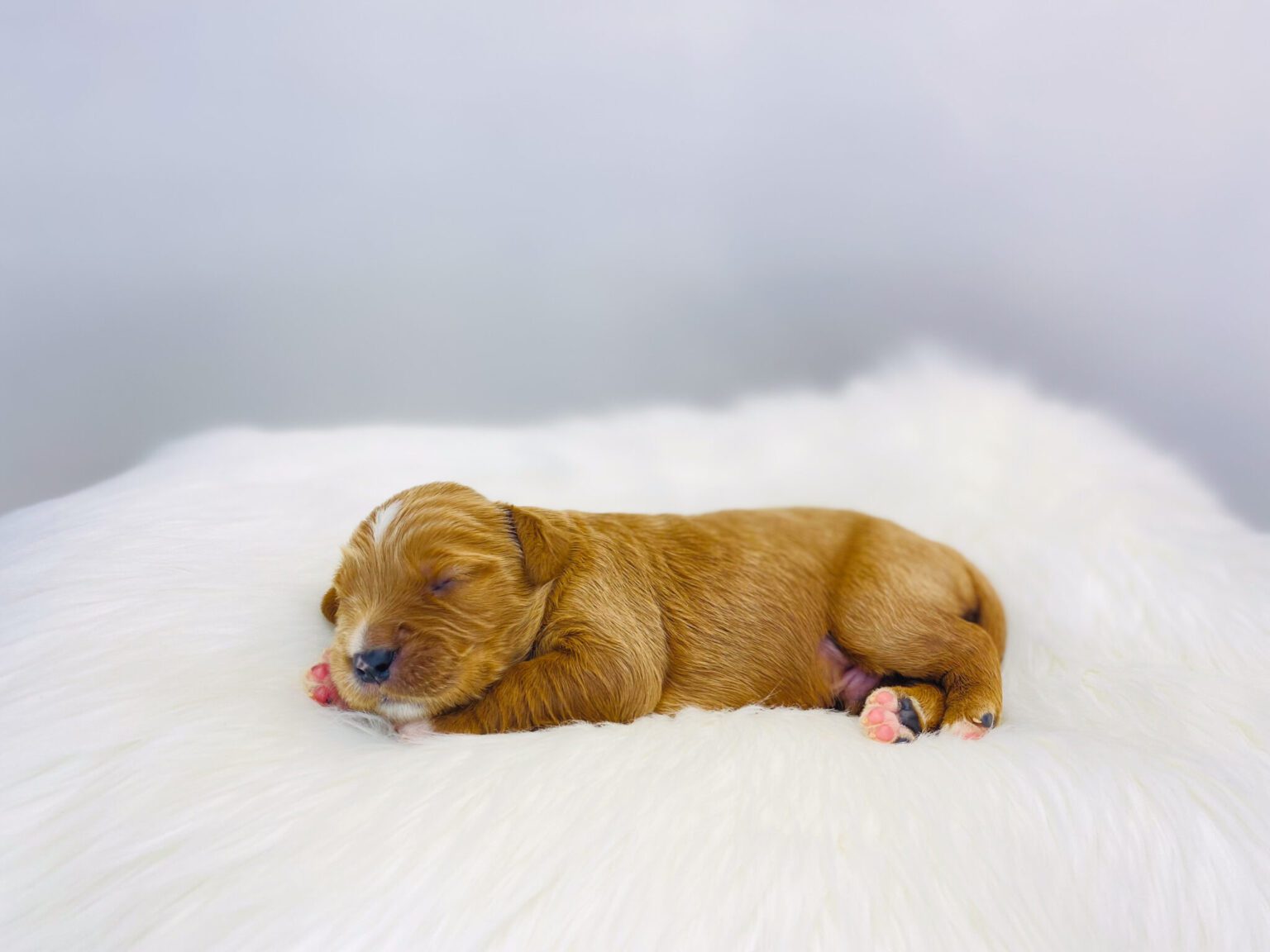 I am just a tiny baby and would love to join your family soon! Of course, you can’t see how cute and curly I will be when I get older, so the Dog Club will send updated photos when I am about 6 to 7 weeks old, if you choose to adopt me. Infant puppy deposits are refundable or transferrable.