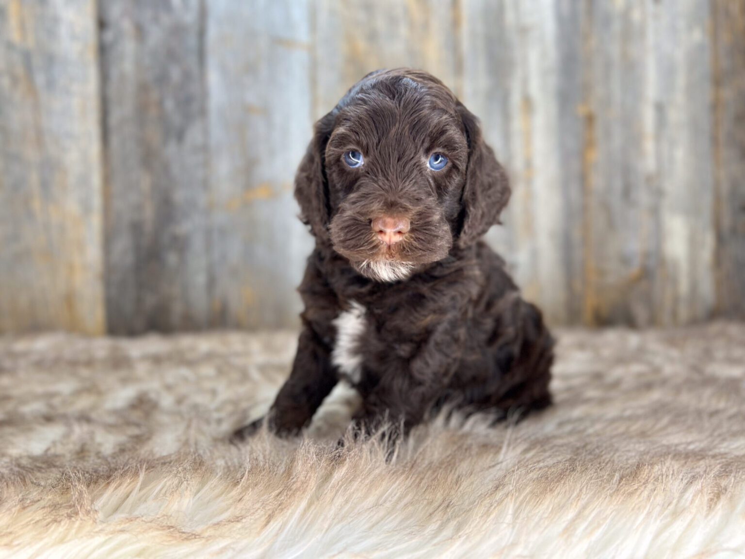 I am just a tiny baby and would love to join your family soon! Of course, you can’t see how cute and curly I will be when I get older, so the Dog Club will send updated photos when I am about 6 to 7 weeks old, if you choose to adopt me. Infant puppy deposits are refundable or transferrable.