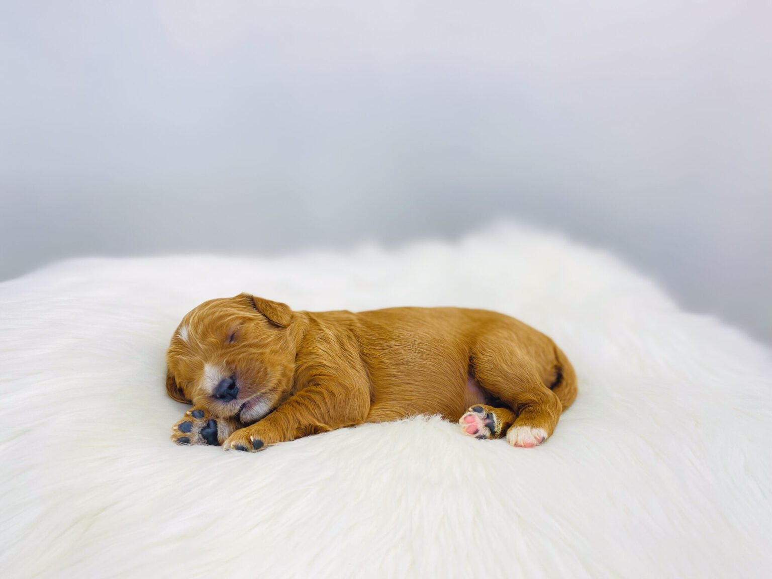 I am just a tiny baby and would love to join your family soon! Of course, you can’t see how cute and curly I will be when I get older, so the Dog Club will send updated photos when I am about 6 to 7 weeks old, if you choose to adopt me. Infant puppy deposits are refundable or transferrable.