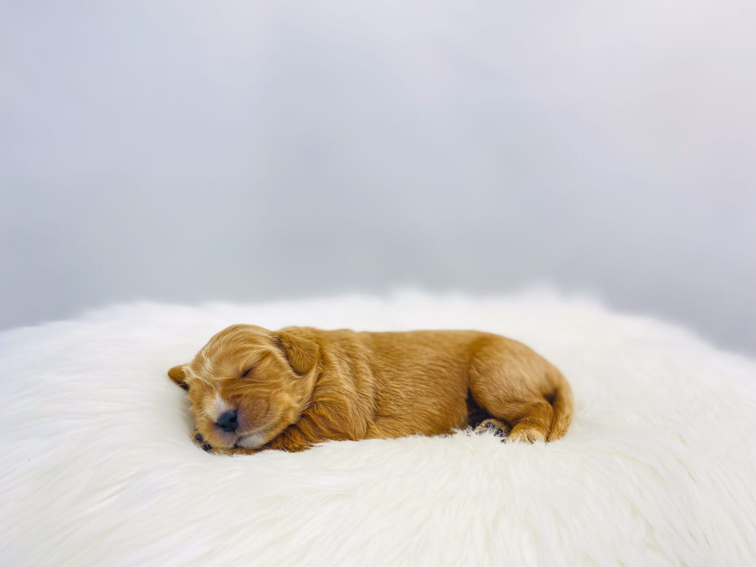 I am just a tiny baby and would love to join your family soon! Of course, you can’t see how cute and curly I will be when I get older, so the Dog Club will send updated photos when I am about 6 to 7 weeks old, if you choose to adopt me. Infant puppy deposits are refundable or transferrable.