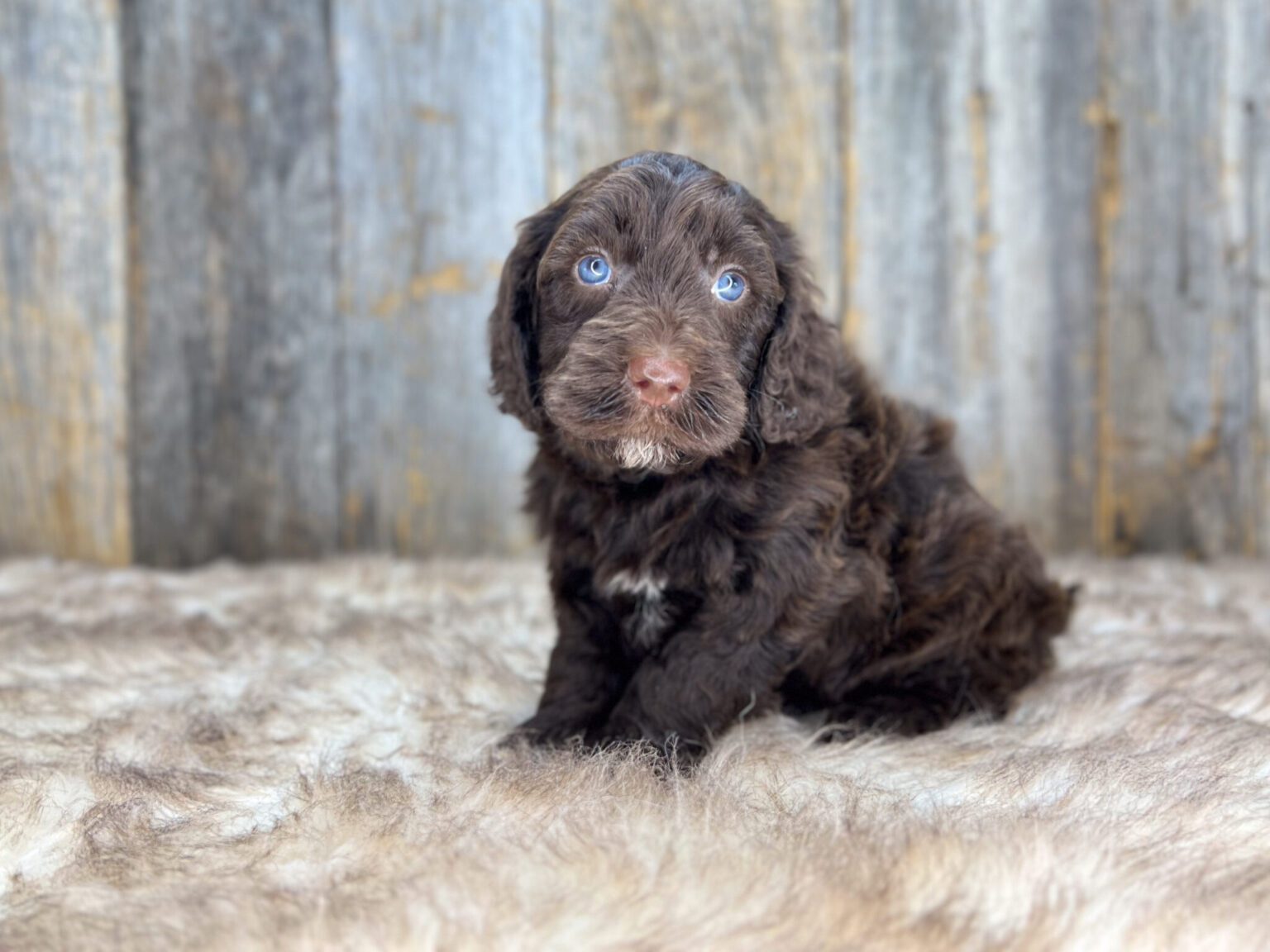 I am just a tiny baby and would love to join your family soon! Of course, you can’t see how cute and curly I will be when I get older, so the Dog Club will send updated photos when I am about 6 to 7 weeks old, if you choose to adopt me. Infant puppy deposits are refundable or transferrable.