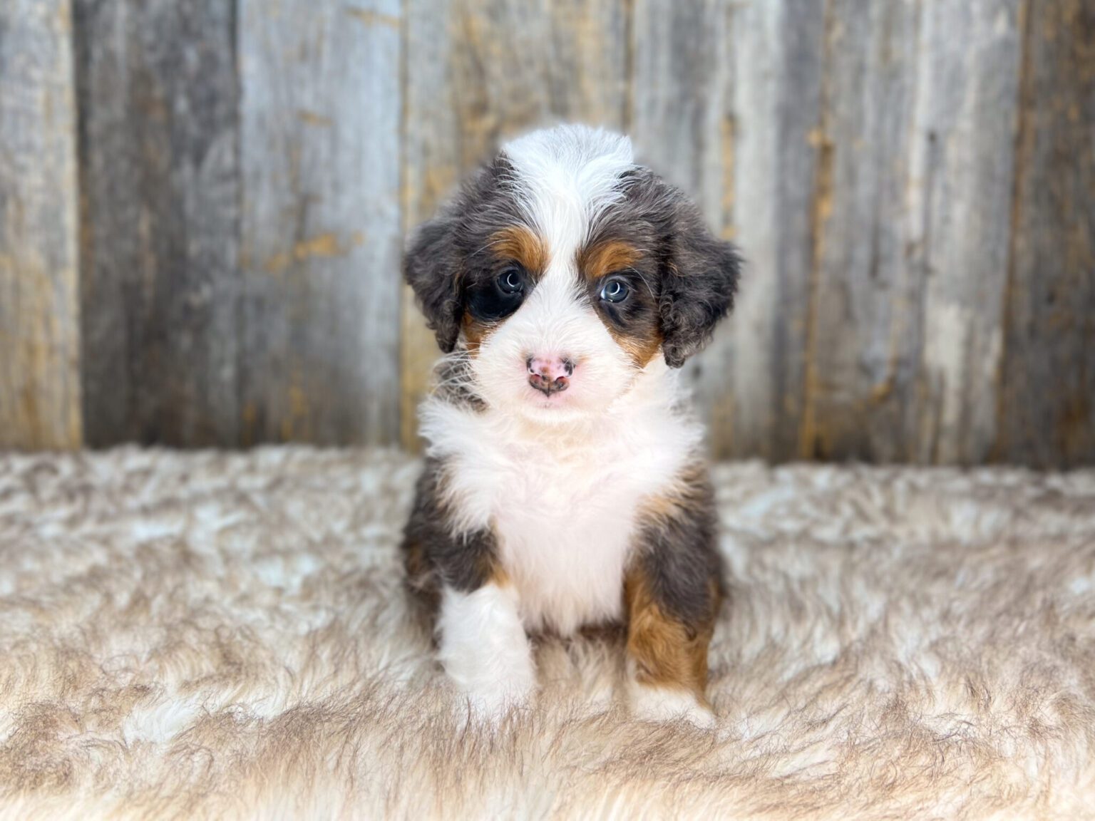 I am just a tiny baby and would love to join your family soon! Of course, you can’t see how cute and curly I will be when I get older, so the Dog Club will send updated photos when I am about 6 to 7 weeks old, if you choose to adopt me. Infant puppy deposits are refundable or transferrable.