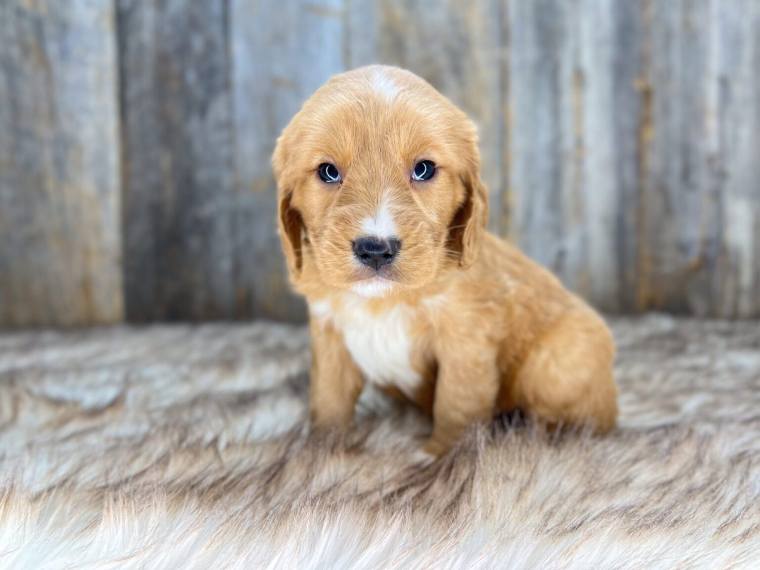 I am just a tiny baby and would love to join your family soon! Of course, you can’t see how cute and curly I will be when I get older, so the Dog Club will send updated photos when I am about 6 to 7 weeks old, if you choose to adopt me. Infant puppy deposits are refundable or transferrable.