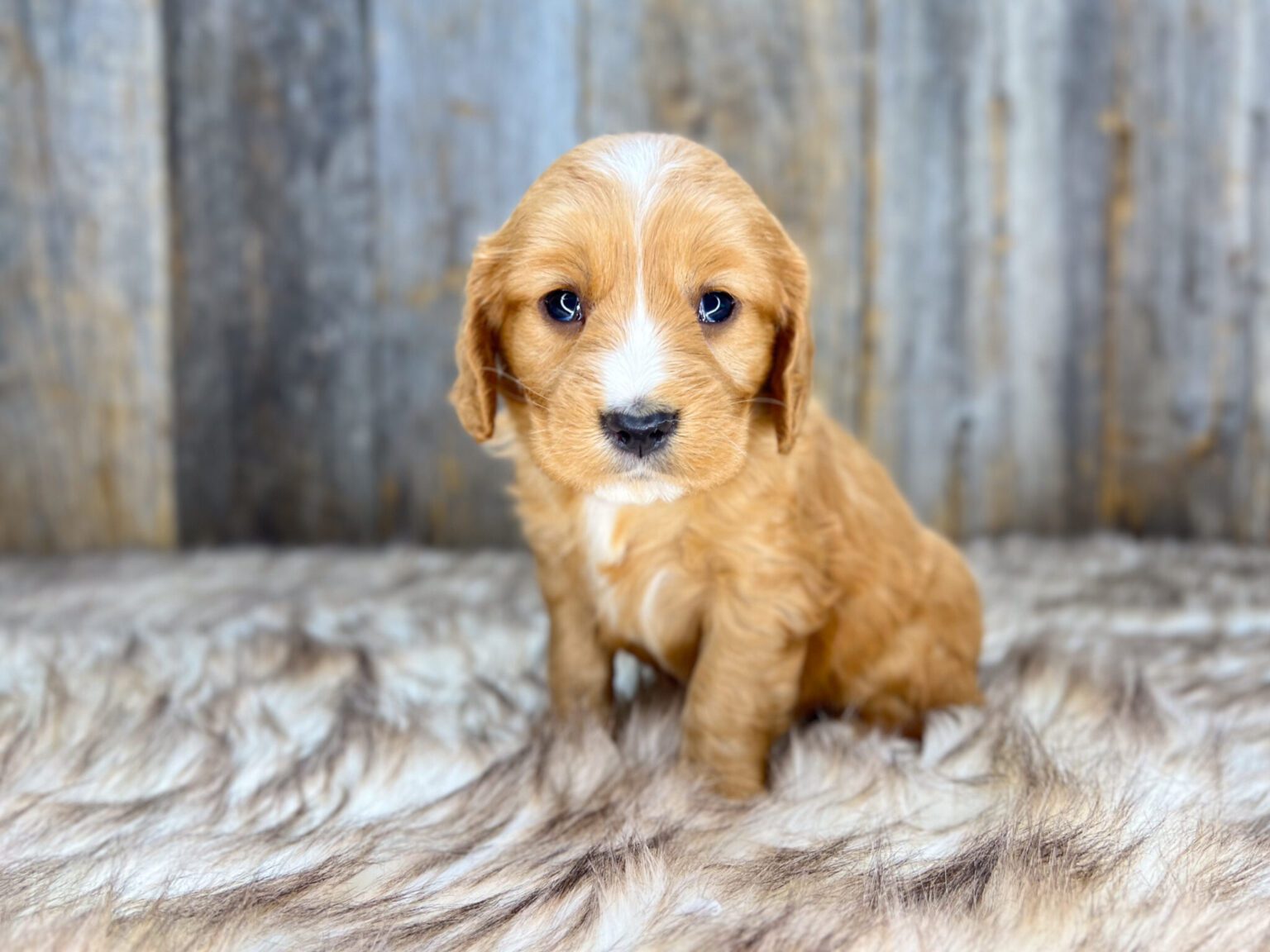 I am just a tiny baby and would love to join your family soon! Of course, you can’t see how cute and curly I will be when I get older, so the Dog Club will send updated photos when I am about 6 to 7 weeks old, if you choose to adopt me. Infant puppy deposits are refundable or transferrable.