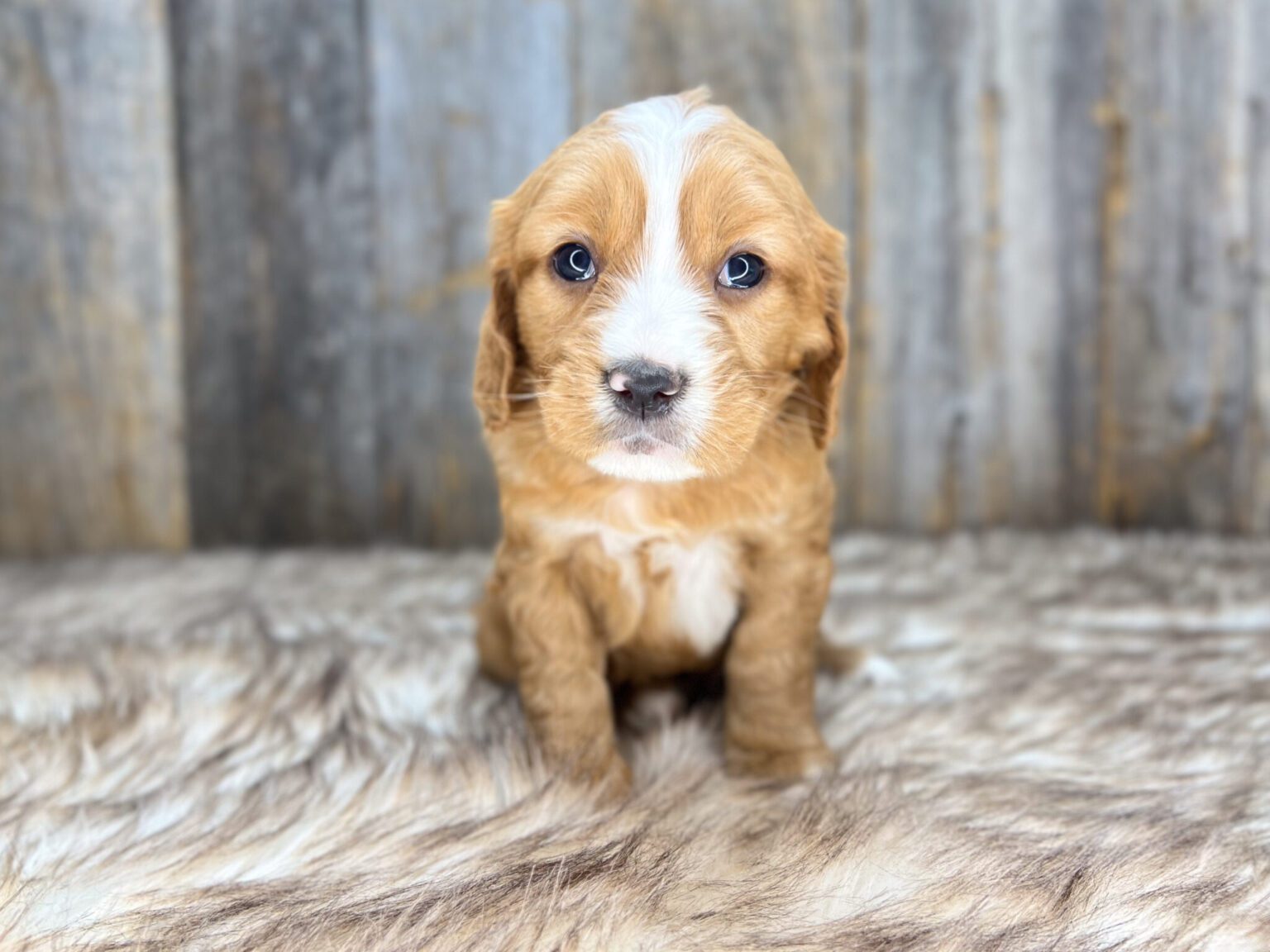 I am just a tiny baby and would love to join your family soon! Of course, you can’t see how cute and curly I will be when I get older, so the Dog Club will send updated photos when I am about 6 to 7 weeks old, if you choose to adopt me. Infant puppy deposits are refundable or transferrable.
