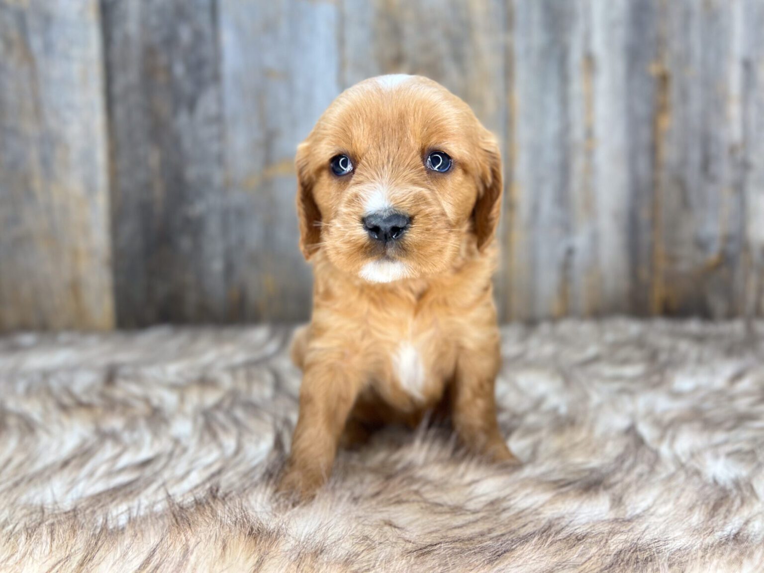 I am just a tiny baby and would love to join your family soon! Of course, you can’t see how cute and curly I will be when I get older, so the Dog Club will send updated photos when I am about 6 to 7 weeks old, if you choose to adopt me. Infant puppy deposits are refundable or transferrable.