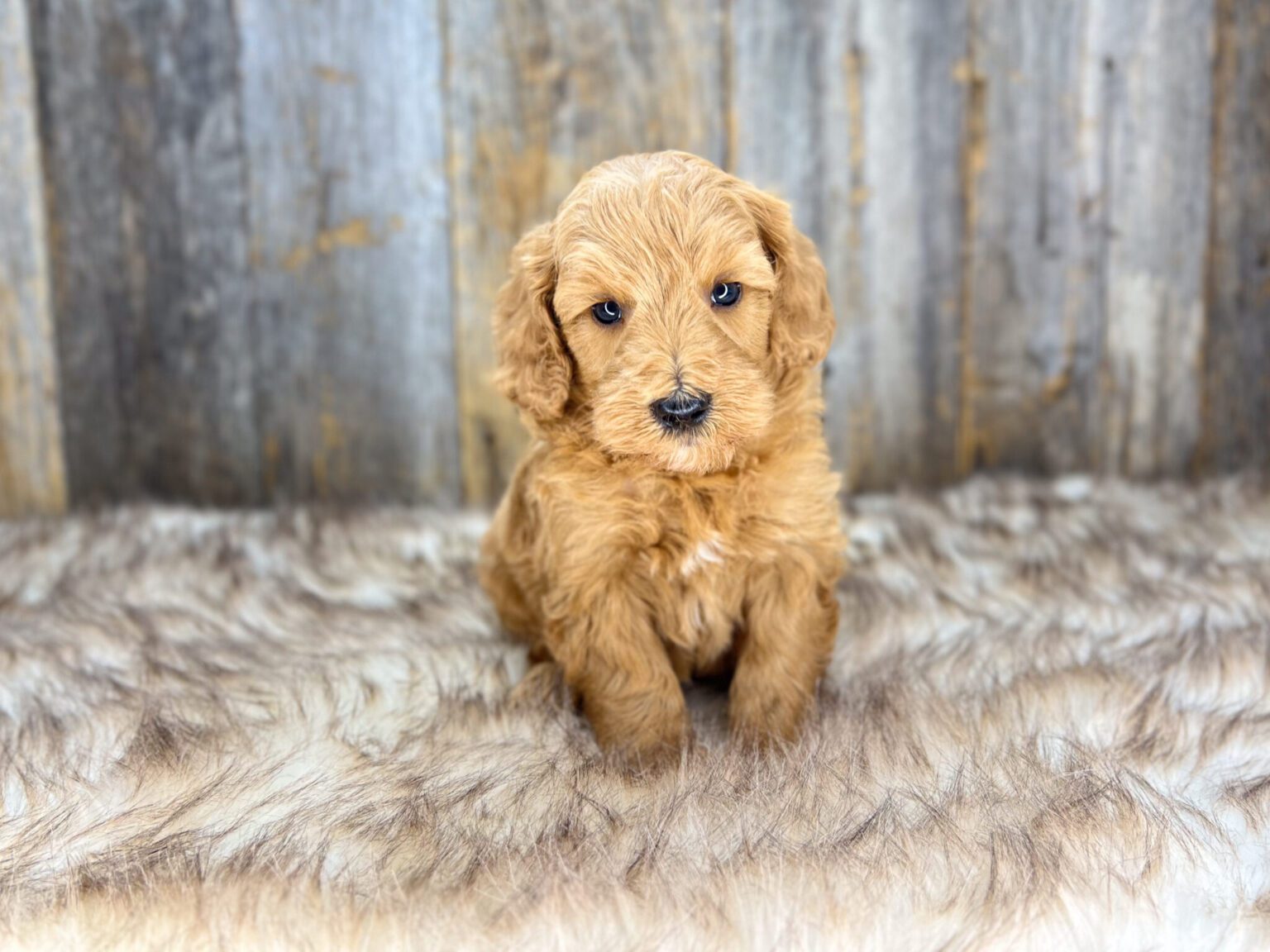 I am just a tiny baby and would love to join your family soon! Of course, you can’t see how cute and curly I will be when I get older, so the Dog Club will send updated photos when I am about 6 to 7 weeks old, if you choose to adopt me. Infant puppy deposits are refundable or transferrable.