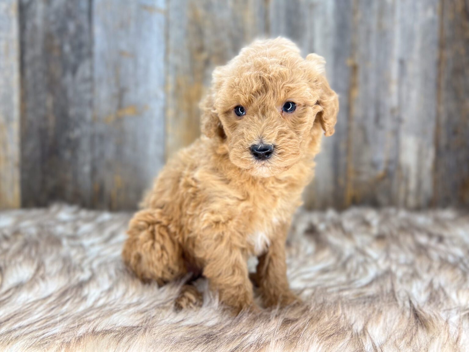 I am just a tiny baby and would love to join your family soon! Of course, you can’t see how cute and curly I will be when I get older, so the Dog Club will send updated photos when I am about 6 to 7 weeks old, if you choose to adopt me. Infant puppy deposits are refundable or transferrable.