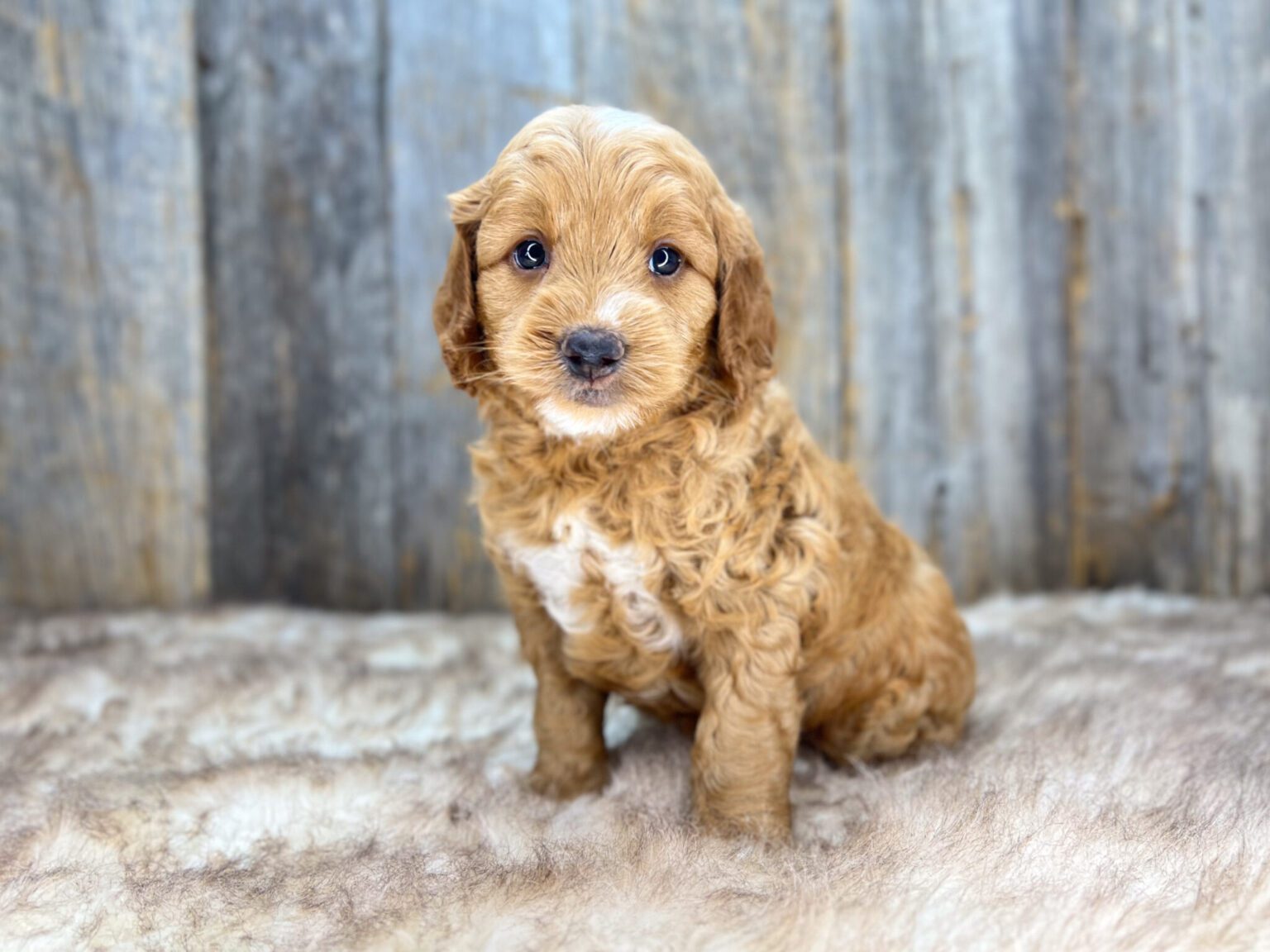 I am just a tiny baby and would love to join your family soon! Of course, you can’t see how cute and curly I will be when I get older, so the Dog Club will send updated photos when I am about 6 to 7 weeks old, if you choose to adopt me. Infant puppy deposits are refundable or transferrable.