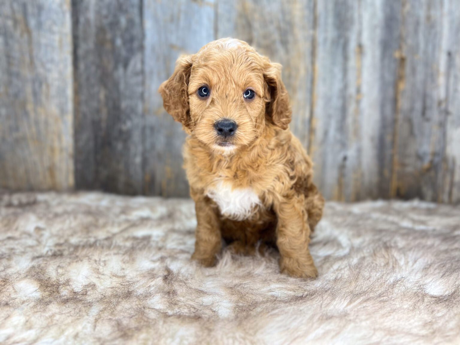 I am just a tiny baby and would love to join your family soon! Of course, you can’t see how cute and curly I will be when I get older, so the Dog Club will send updated photos when I am about 6 to 7 weeks old, if you choose to adopt me. Infant puppy deposits are refundable or transferrable.