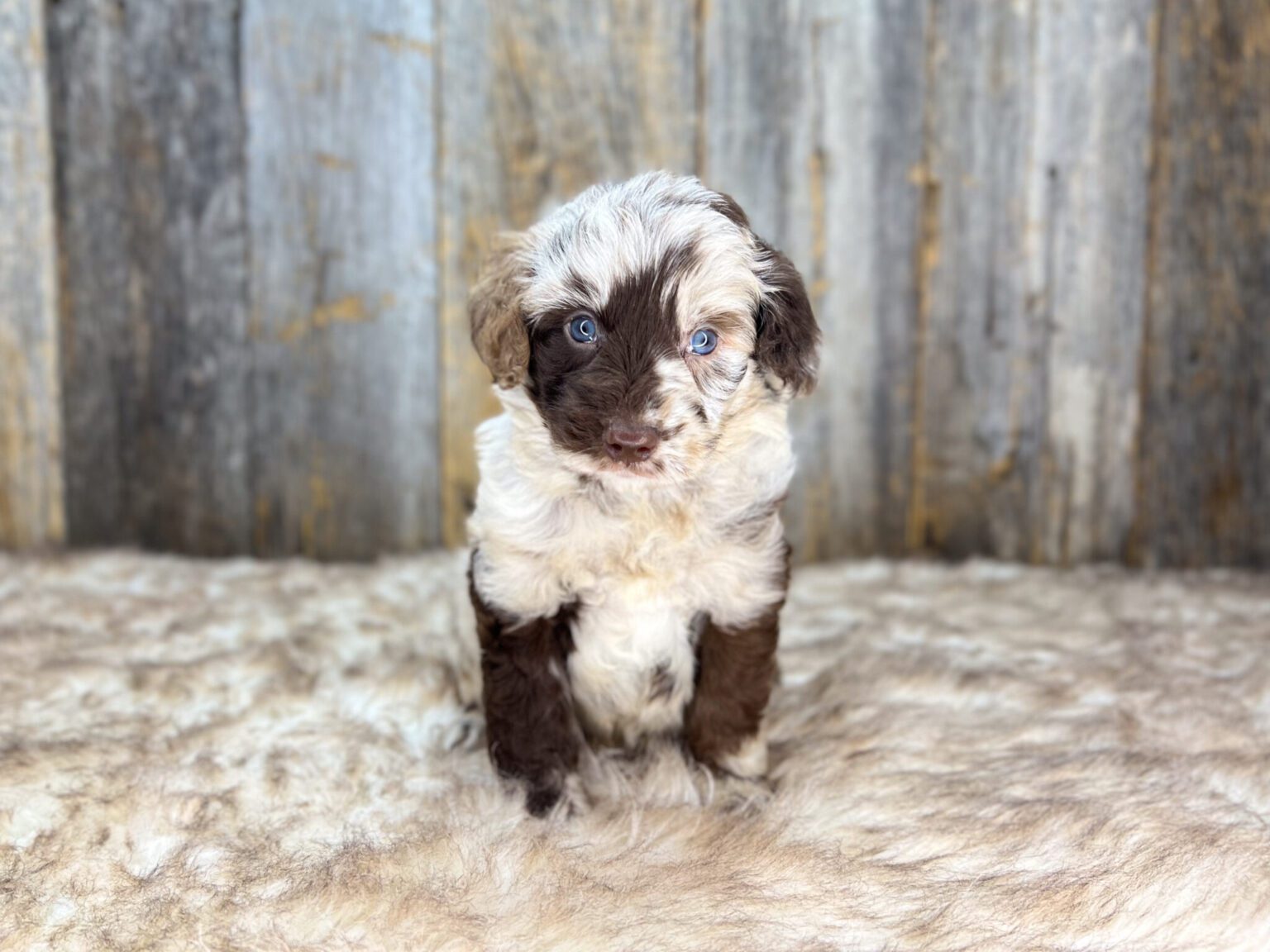I am just a tiny baby and would love to join your family soon! Of course, you can’t see how cute and curly I will be when I get older, so the Dog Club will send updated photos when I am about 6 to 7 weeks old, if you choose to adopt me. Infant puppy deposits are refundable or transferrable.