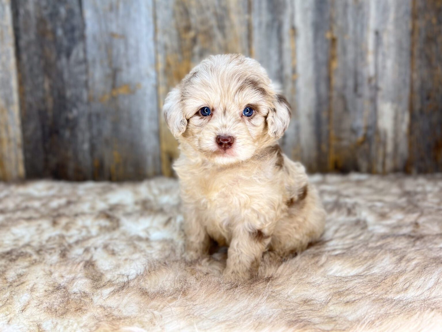 I am just a tiny baby and would love to join your family soon! Of course, you can’t see how cute and curly I will be when I get older, so the Dog Club will send updated photos when I am about 6 to 7 weeks old, if you choose to adopt me. Infant puppy deposits are refundable or transferrable.