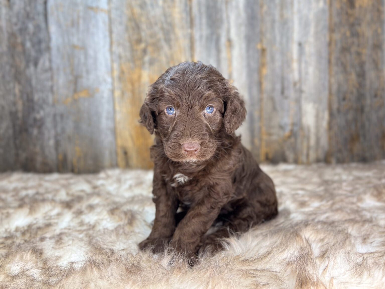 I am just a tiny baby and would love to join your family soon! Of course, you can’t see how cute and curly I will be when I get older, so the Dog Club will send updated photos when I am about 6 to 7 weeks old, if you choose to adopt me. Infant puppy deposits are refundable or transferrable.