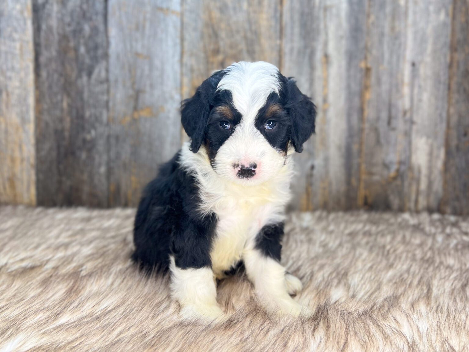 I am just a tiny baby and would love to join your family soon! Of course, you can’t see how cute and curly I will be when I get older, so the Dog Club will send updated photos when I am about 6 to 7 weeks old, if you choose to adopt me. Infant puppy deposits are refundable or transferrable.