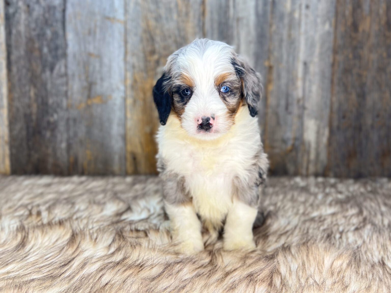 I am just a tiny baby and would love to join your family soon! Of course, you can’t see how cute and curly I will be when I get older, so the Dog Club will send updated photos when I am about 6 to 7 weeks old, if you choose to adopt me. Infant puppy deposits are refundable or transferrable.