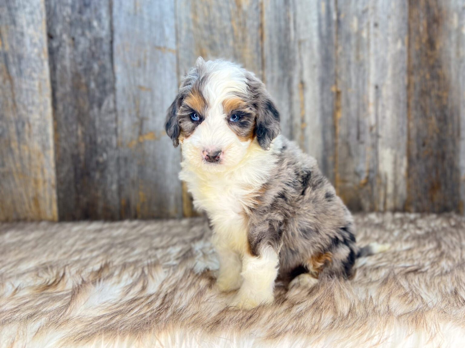 I am just a tiny baby and would love to join your family soon! Of course, you can’t see how cute and curly I will be when I get older, so the Dog Club will send updated photos when I am about 6 to 7 weeks old, if you choose to adopt me. Infant puppy deposits are refundable or transferrable.