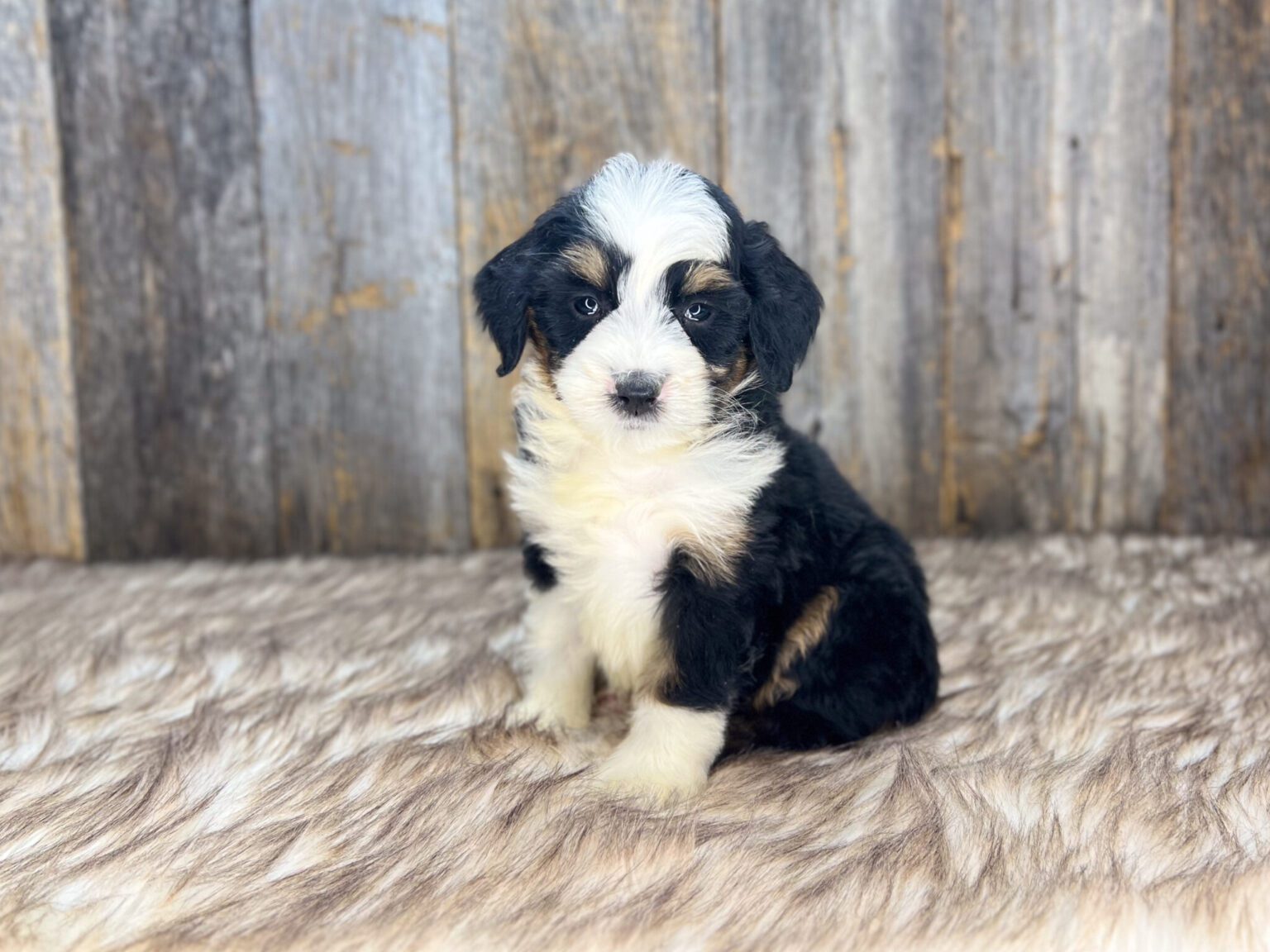 I am just a tiny baby and would love to join your family soon! Of course, you can’t see how cute and curly I will be when I get older, so the Dog Club will send updated photos when I am about 6 to 7 weeks old, if you choose to adopt me. Infant puppy deposits are refundable or transferrable.