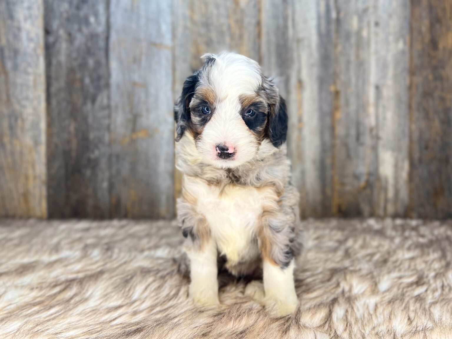 I am just a tiny baby and would love to join your family soon! Of course, you can’t see how cute and curly I will be when I get older, so the Dog Club will send updated photos when I am about 6 to 7 weeks old, if you choose to adopt me. Infant puppy deposits are refundable or transferrable.