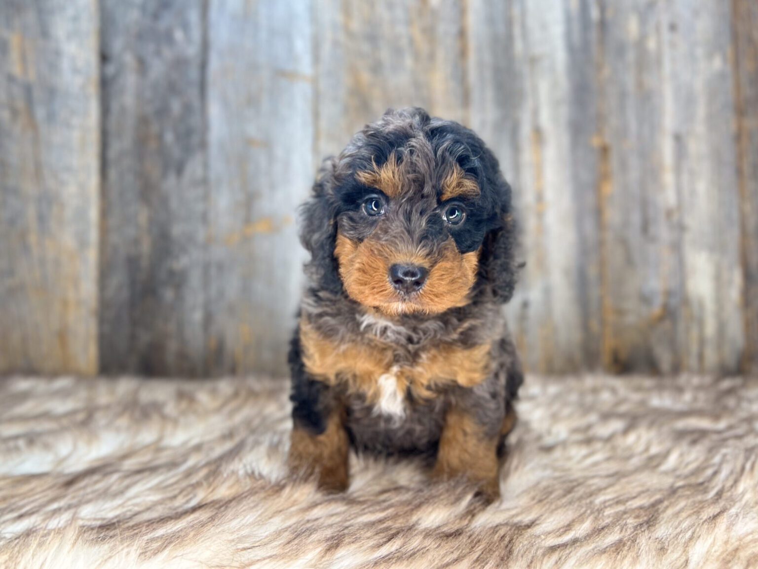 I am just a tiny baby and would love to join your family soon! Of course, you can’t see how cute and curly I will be when I get older, so the Dog Club will send updated photos when I am about 6 to 7 weeks old, if you choose to adopt me. Infant puppy deposits are refundable or transferrable.
