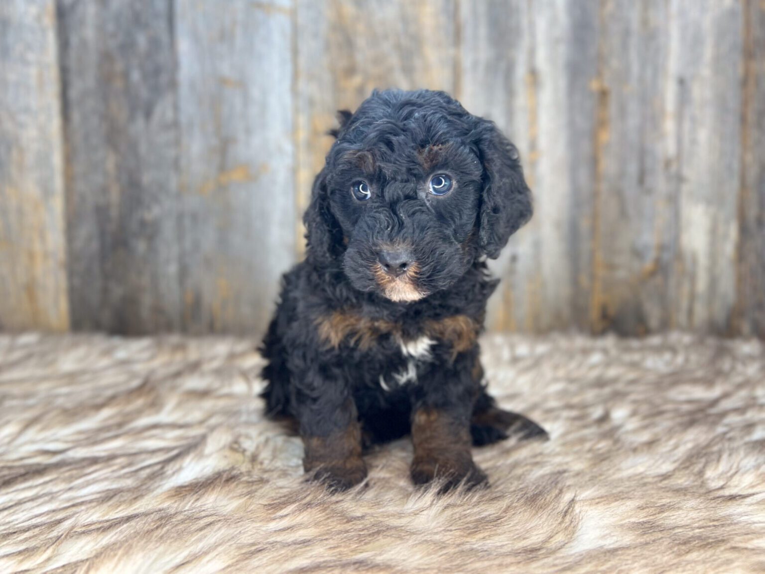 I am just a tiny baby and would love to join your family soon! Of course, you can’t see how cute and curly I will be when I get older, so the Dog Club will send updated photos when I am about 6 to 7 weeks old, if you choose to adopt me. Infant puppy deposits are refundable or transferrable.