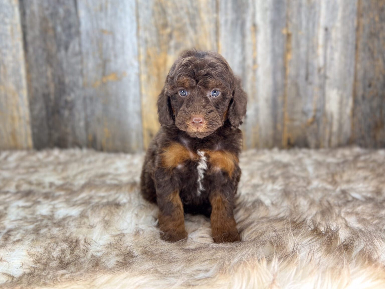 I am just a tiny baby and would love to join your family soon! Of course, you can’t see how cute and curly I will be when I get older, so the Dog Club will send updated photos when I am about 6 to 7 weeks old, if you choose to adopt me. Infant puppy deposits are refundable or transferrable.