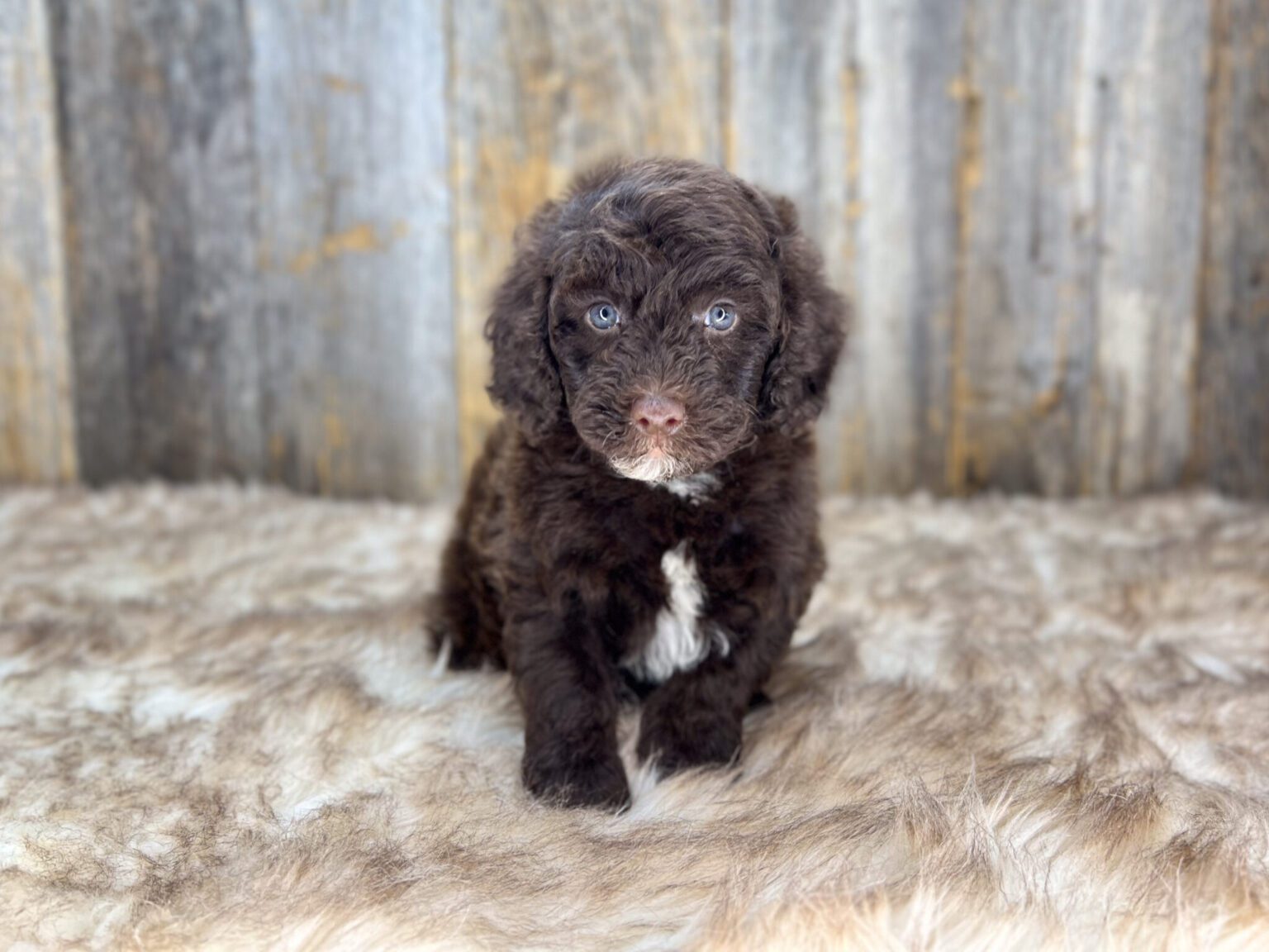 I am just a tiny baby and would love to join your family soon! Of course, you can’t see how cute and curly I will be when I get older, so the Dog Club will send updated photos when I am about 6 to 7 weeks old, if you choose to adopt me. Infant puppy deposits are refundable or transferrable.