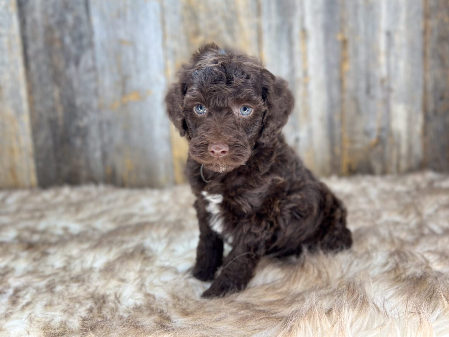 I am just a tiny baby and would love to join your family soon! Of course, you can’t see how cute and curly I will be when I get older, so the Dog Club will send updated photos when I am about 6 to 7 weeks old, if you choose to adopt me. Infant puppy deposits are refundable or transferrable.