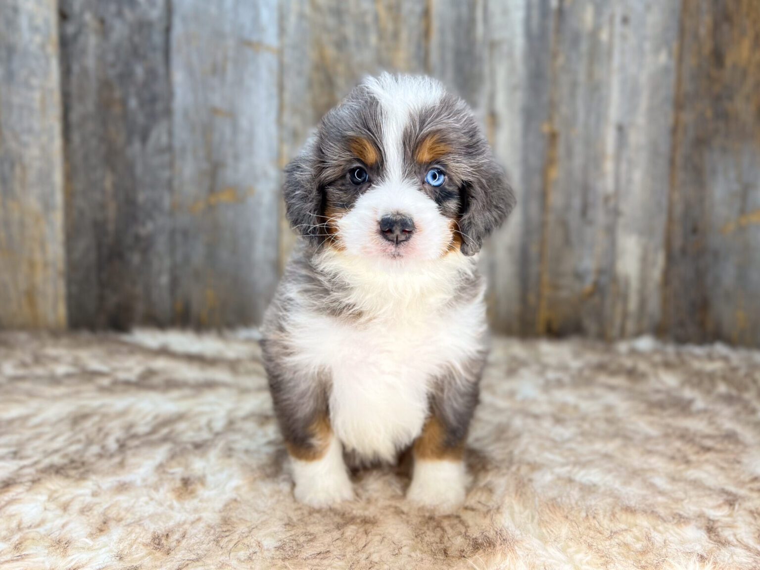 I am just a tiny baby and would love to join your family soon! Of course, you can’t see how cute and curly I will be when I get older, so the Dog Club will send updated photos when I am about 6 to 7 weeks old, if you choose to adopt me. Infant puppy deposits are refundable or transferrable.