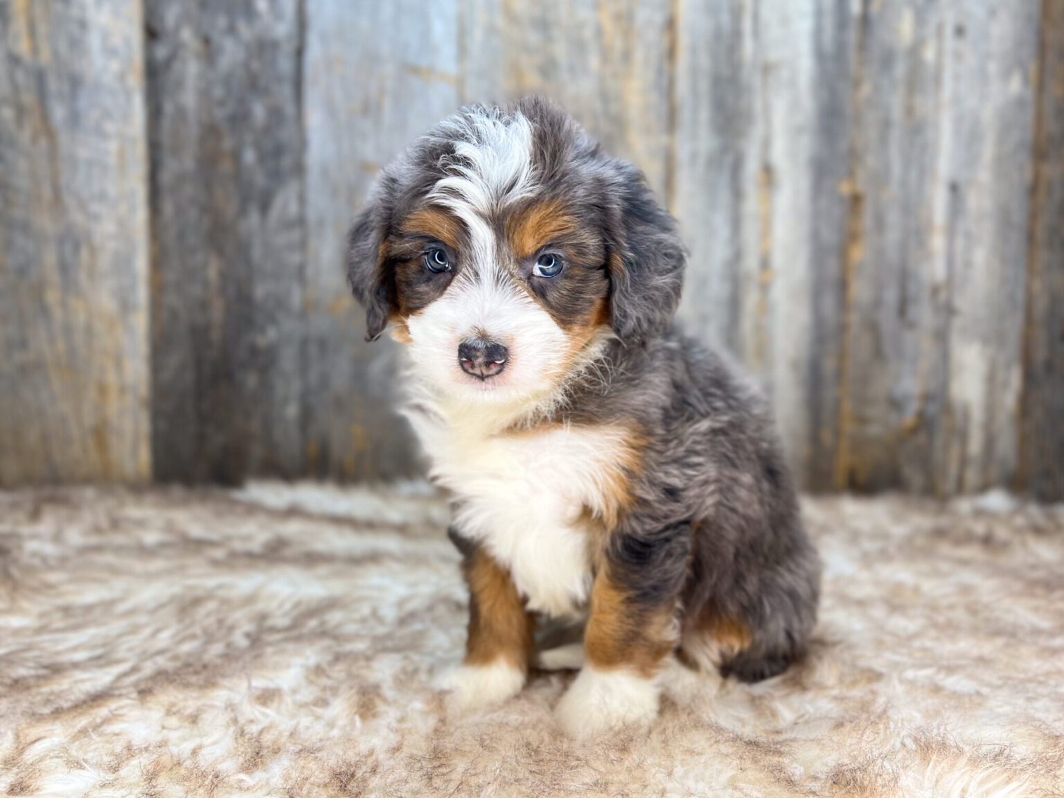 I am just a tiny baby and would love to join your family soon! Of course, you can’t see how cute and curly I will be when I get older, so the Dog Club will send updated photos when I am about 6 to 7 weeks old, if you choose to adopt me. Infant puppy deposits are refundable or transferrable.