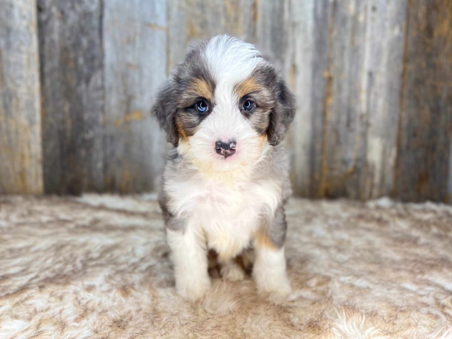 I am just a tiny baby and would love to join your family soon! Of course, you can’t see how cute and curly I will be when I get older, so the Dog Club will send updated photos when I am about 6 to 7 weeks old, if you choose to adopt me. Infant puppy deposits are refundable or transferrable.
