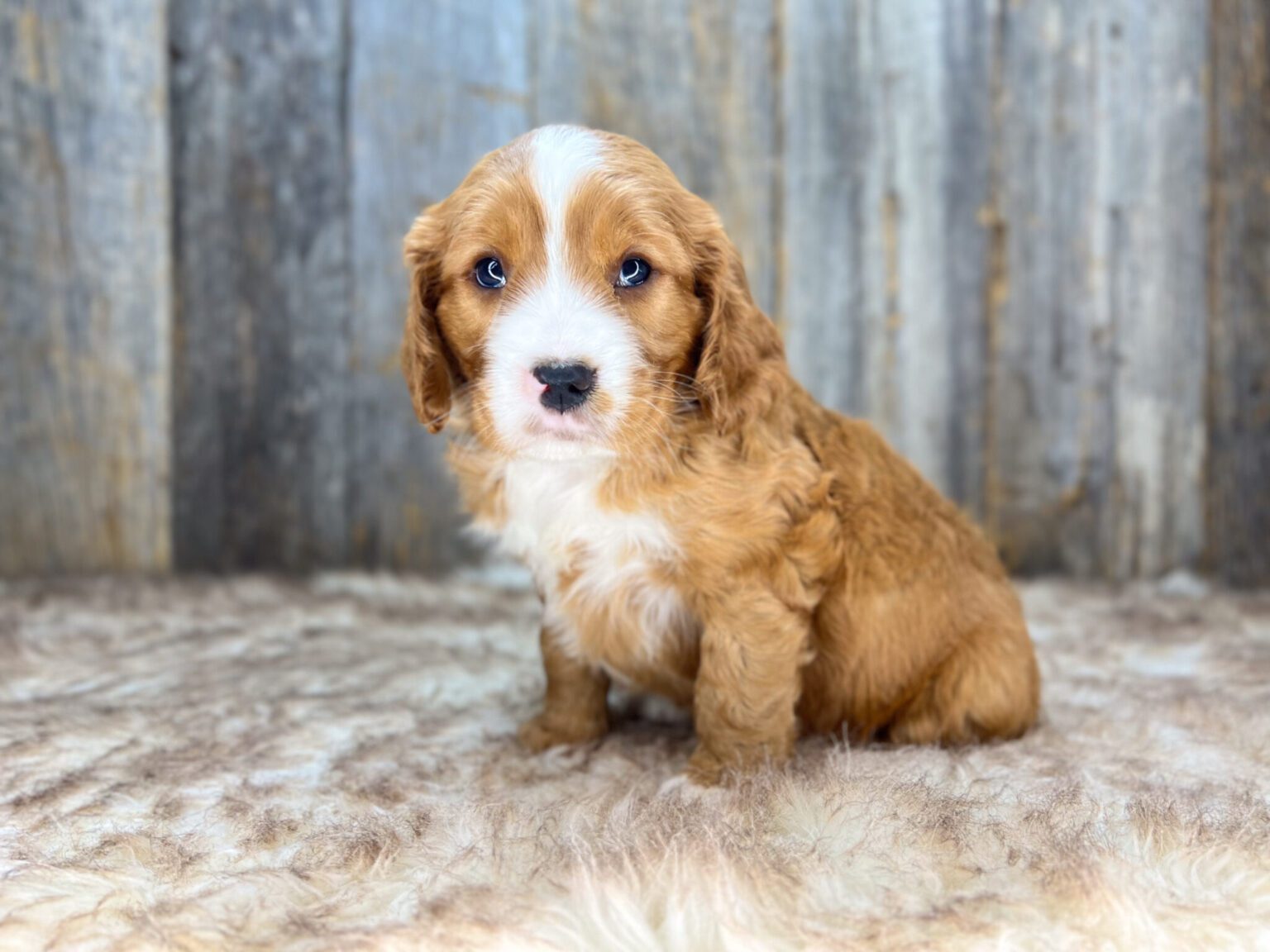 I am just a tiny baby and would love to join your family soon! Of course, you can’t see how cute and curly I will be when I get older, so the Dog Club will send updated photos when I am about 6 to 7 weeks old, if you choose to adopt me. Infant puppy deposits are refundable or transferrable.